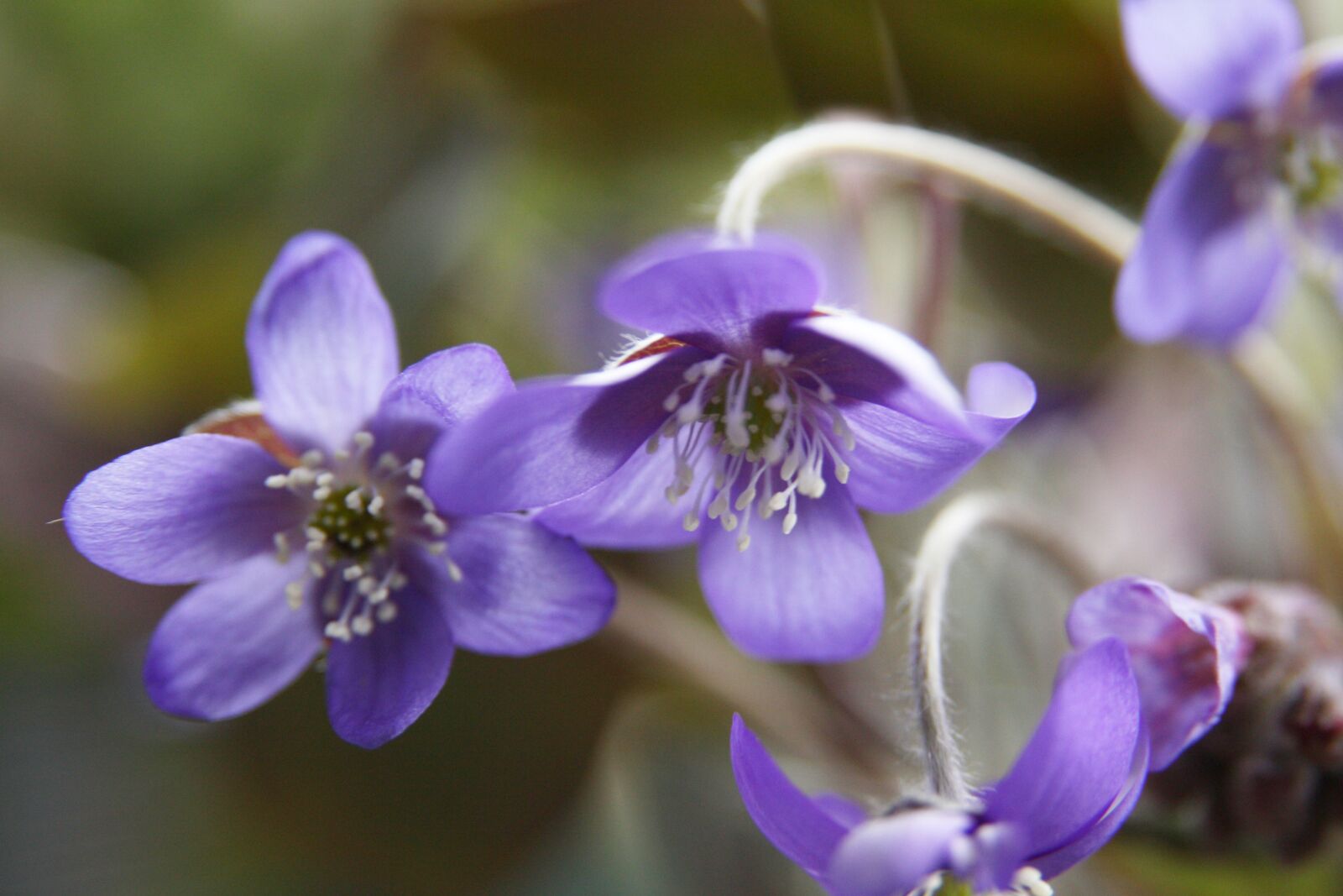Canon EOS 450D (EOS Rebel XSi / EOS Kiss X2) sample photo. Spring, flower, hepatica photography