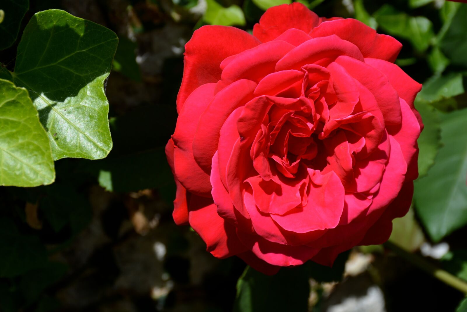 Nikon D7100 sample photo. Pink, flower, plants photography