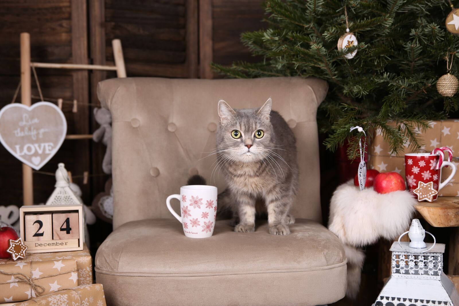 Canon 24-70mm F2.8 DG OS HSM | Art 017 sample photo. Cat, tomcat, animal photography