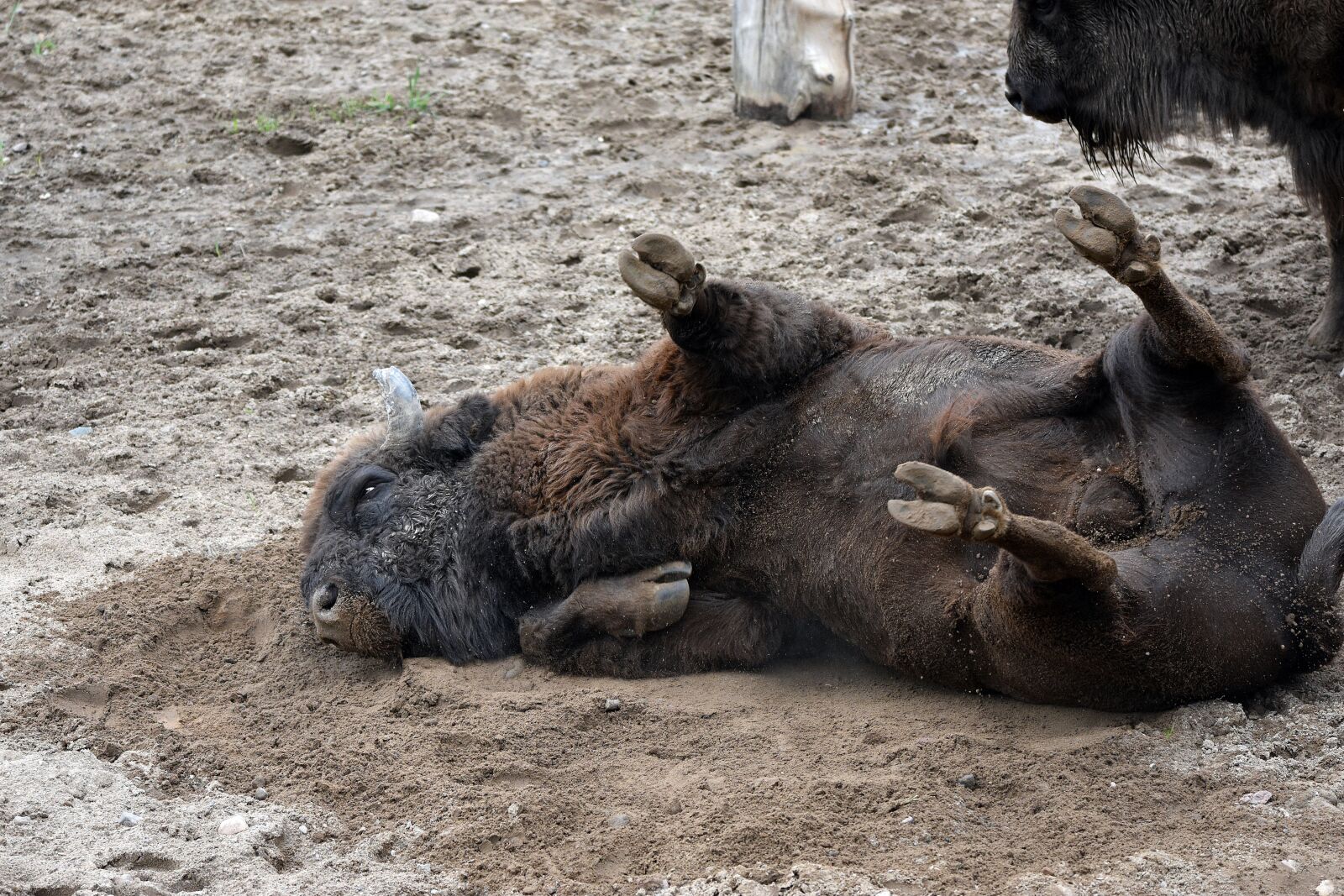 Nikon D3400 sample photo. Bison, animal, wild photography