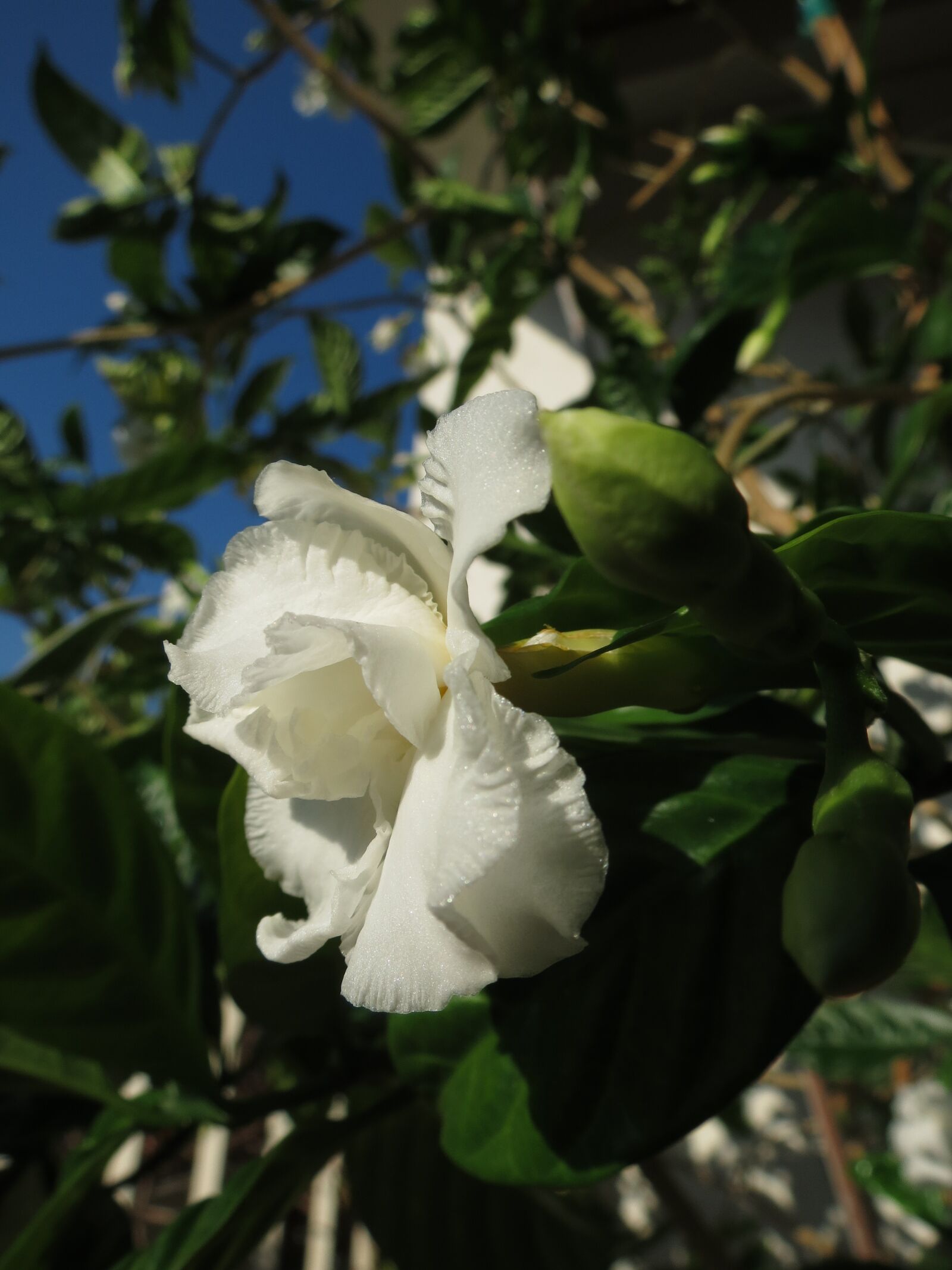 Canon PowerShot SX40 HS sample photo. Flower, white flower, bloom photography