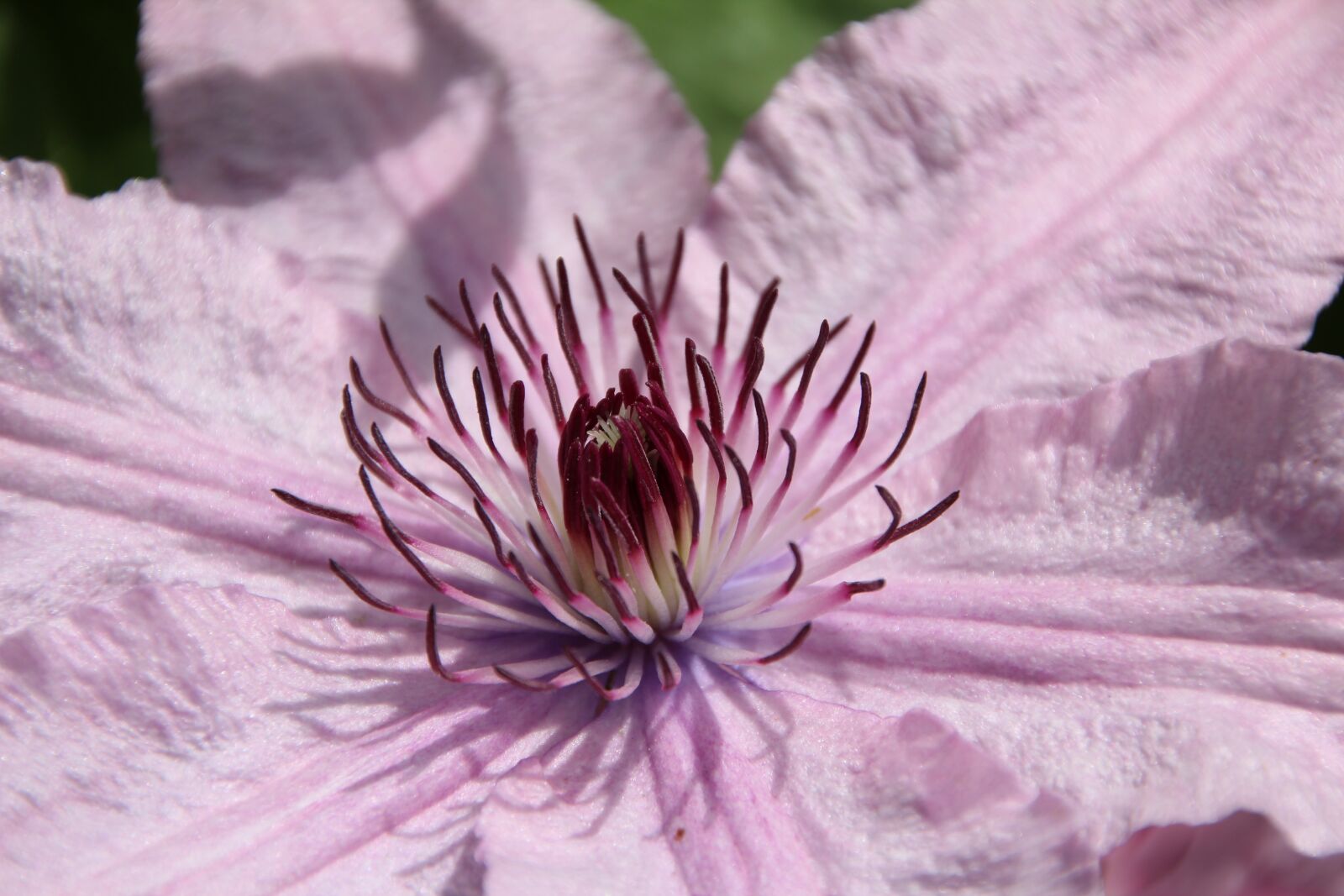 Canon EOS 600D (Rebel EOS T3i / EOS Kiss X5) sample photo. Clematis, clematis pink, creeper photography