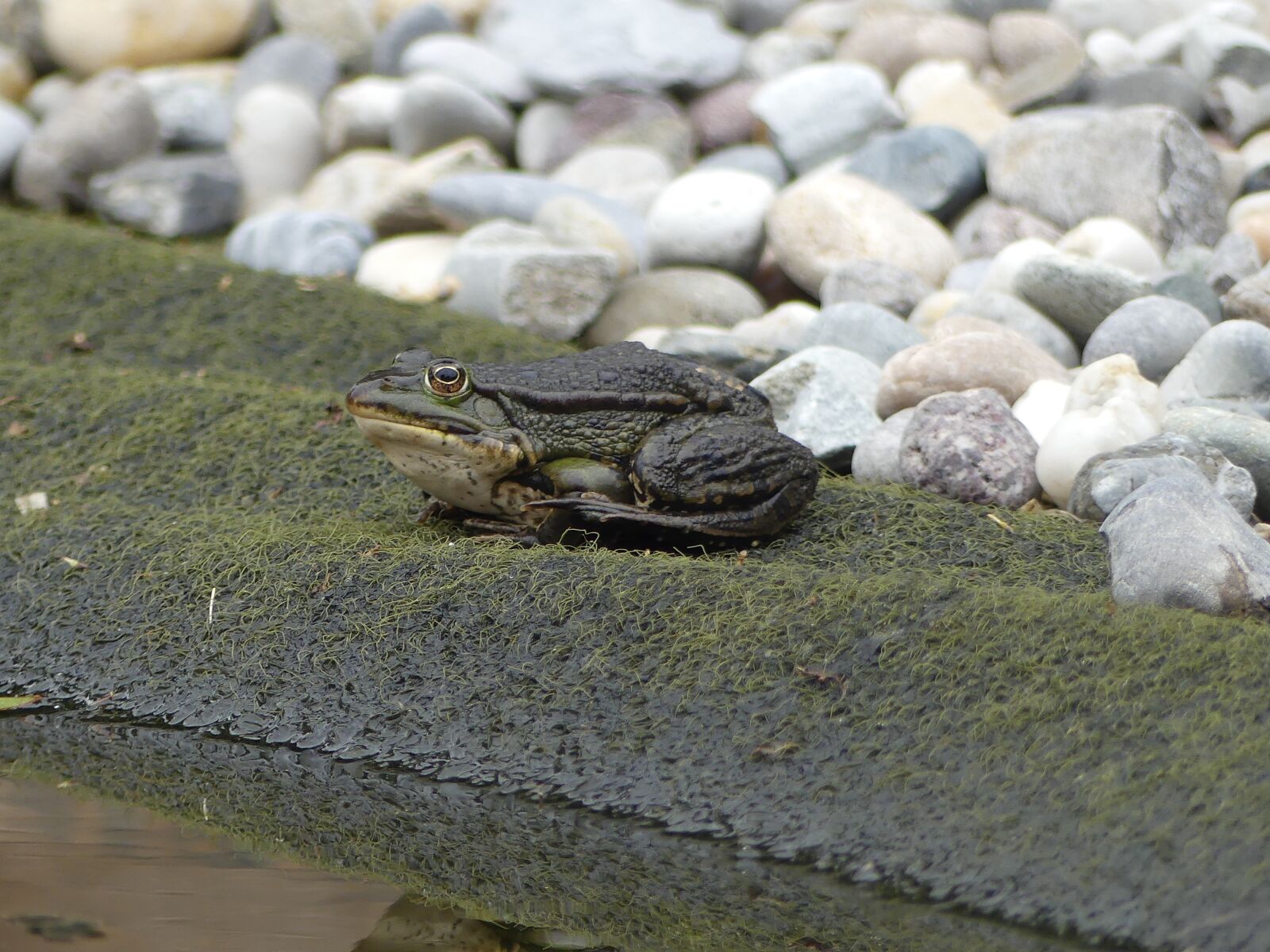 Panasonic Lumix DMC-FZ300 sample photo. Frog, amphibian, green photography