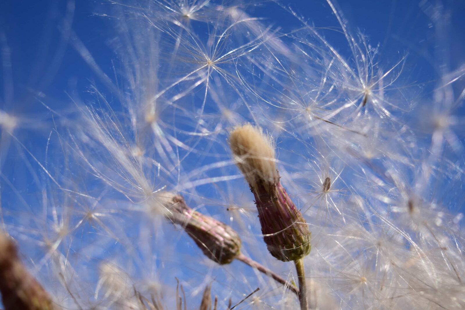Nikon D3300 sample photo. Nature, seed, plant, summer photography