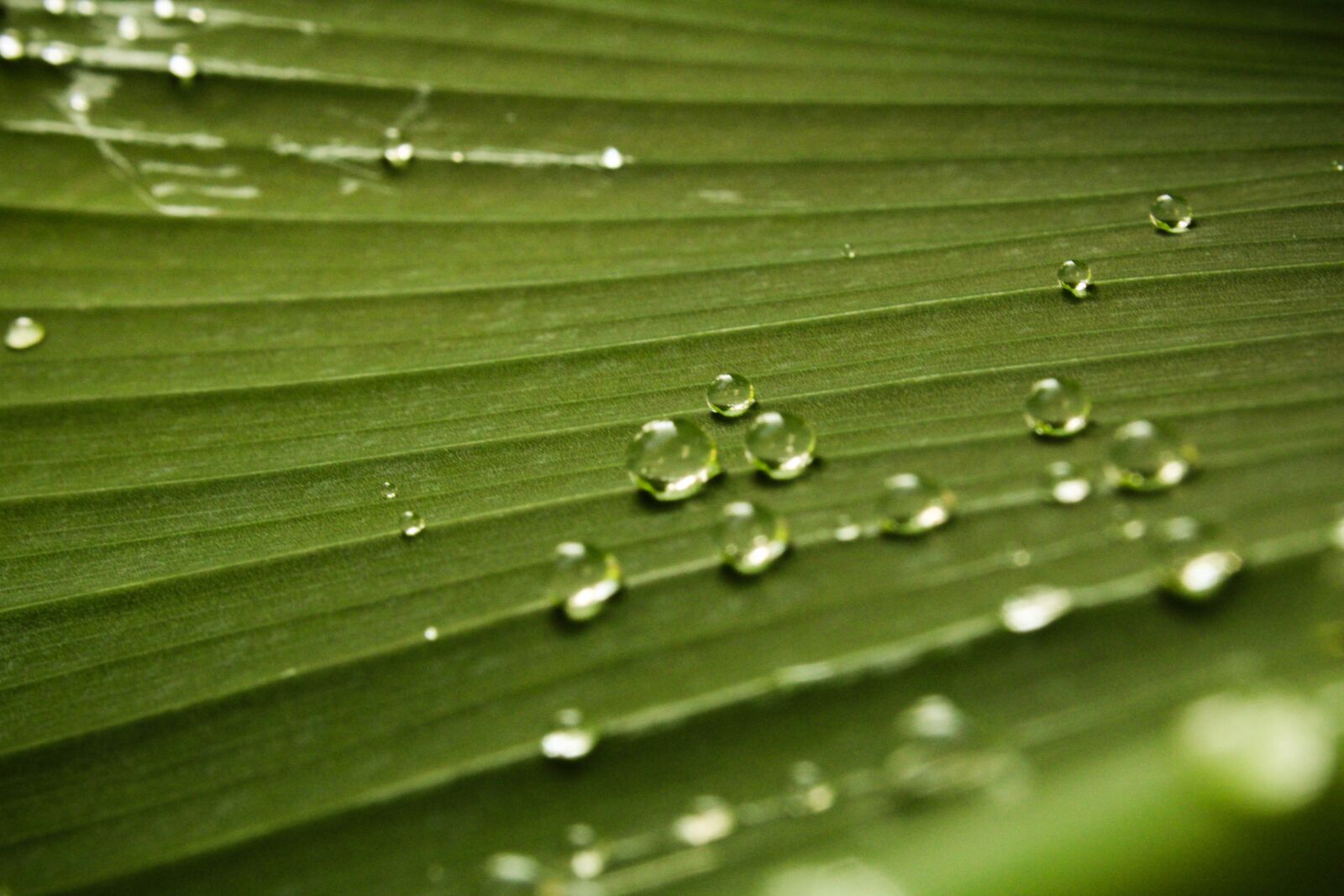Canon EOS 2000D (EOS Rebel T7 / EOS Kiss X90 / EOS 1500D) sample photo. Nature, background, morning fresh photography