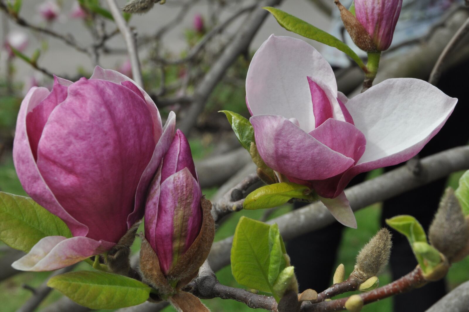 Nikon D5000 sample photo. Flower, nature, plant photography