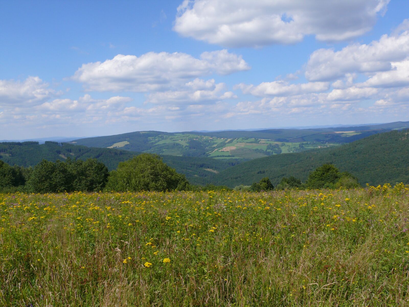 Panasonic DMC-FZ50 sample photo. Meadow, nature, czech photography