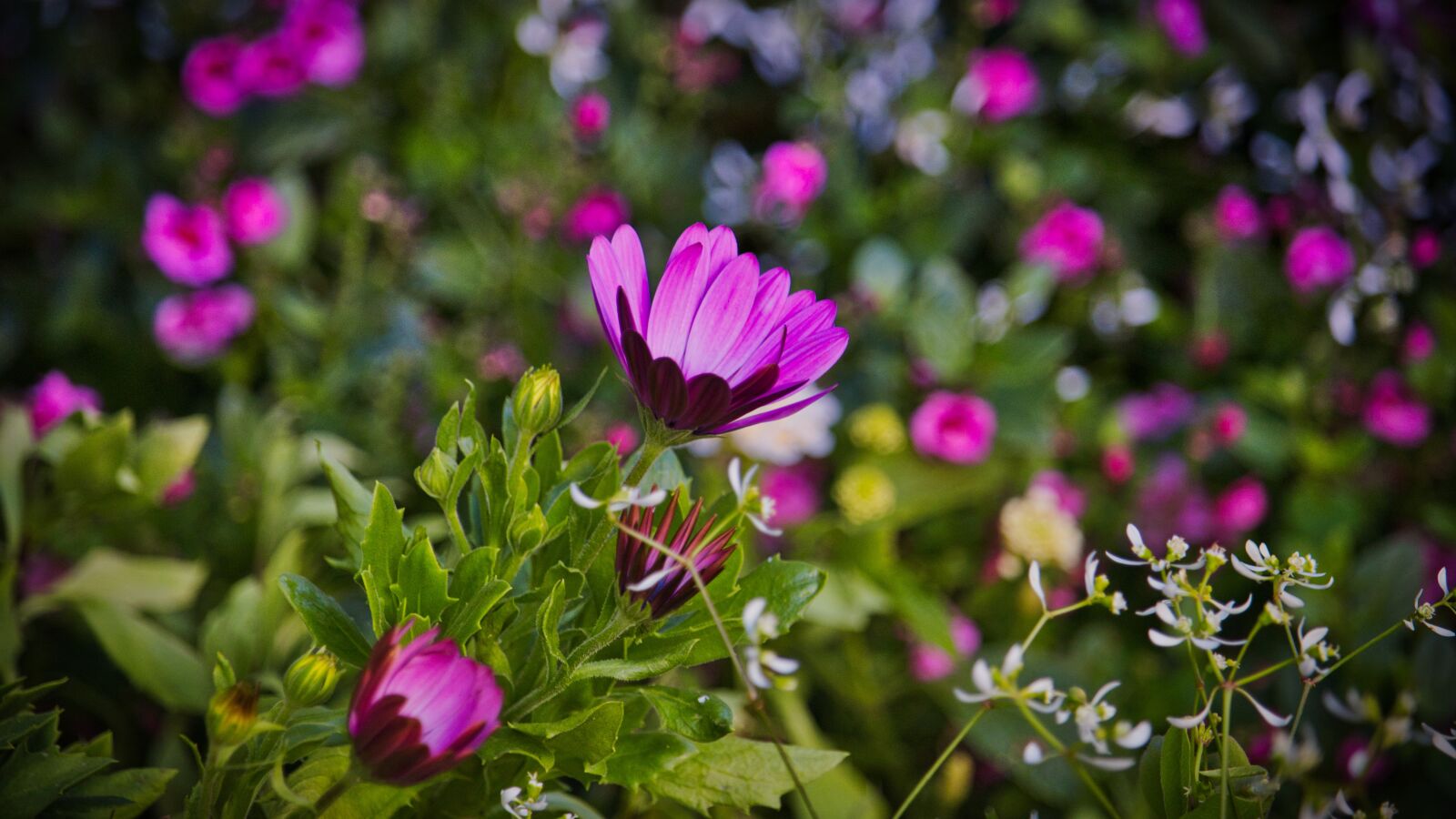 Canon EF-S 55-250mm F4-5.6 IS STM sample photo. Bornholm magerite, flower, bright photography