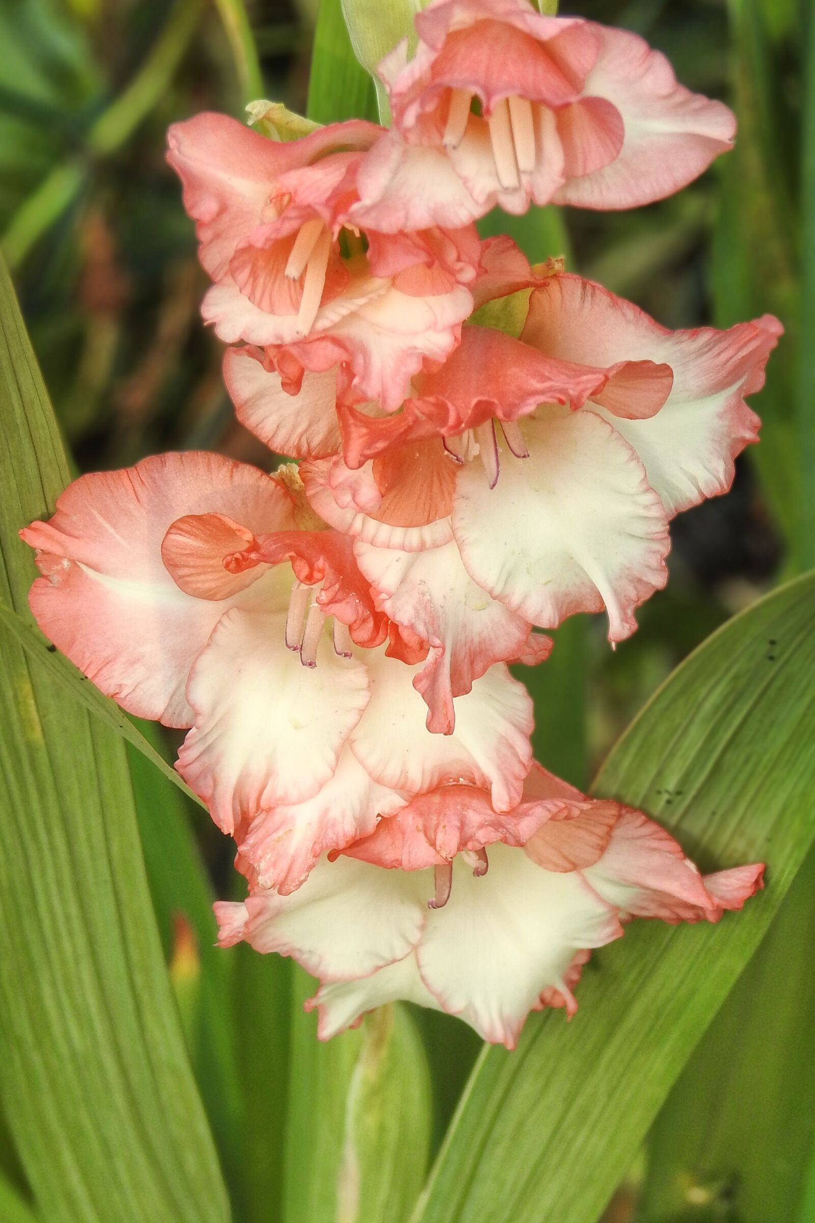 Nikon Coolpix P900 sample photo. Gladiolus, flowers, bloom photography