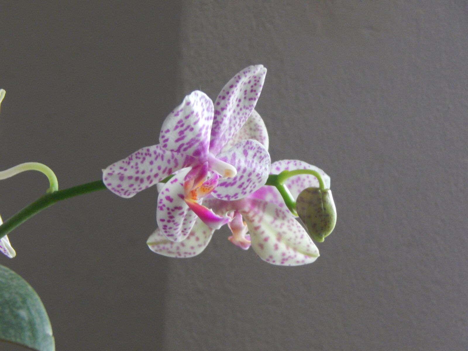 Nikon Coolpix L820 sample photo. Orchid, grain, spotted photography