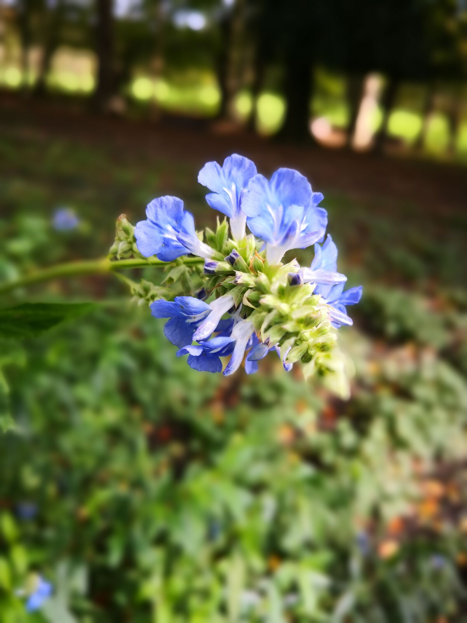 HUAWEI Mate 10 Pro sample photo. Purple flower, nature, summer photography