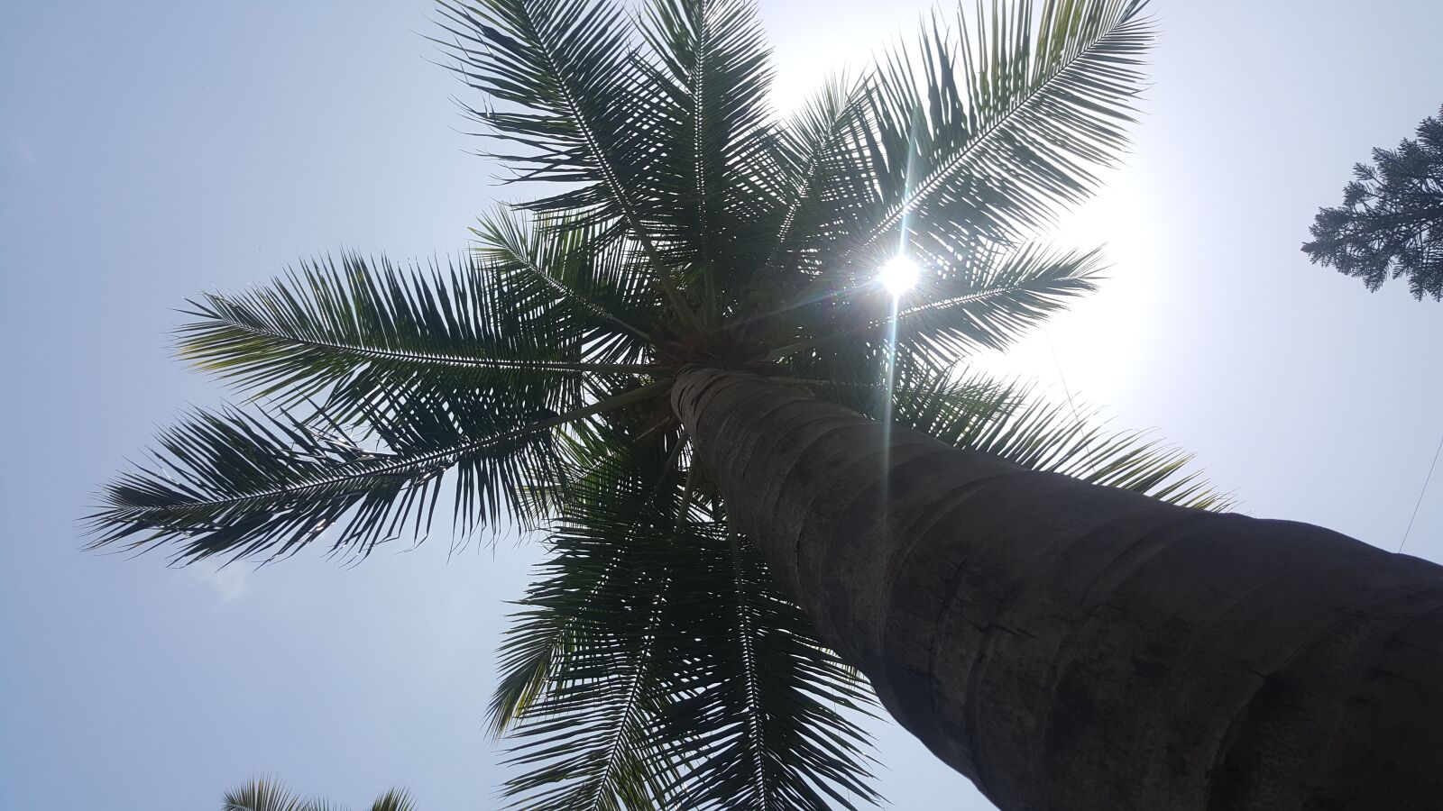 Samsung Galaxy Note5 sample photo. Coconut, garden, nature photography