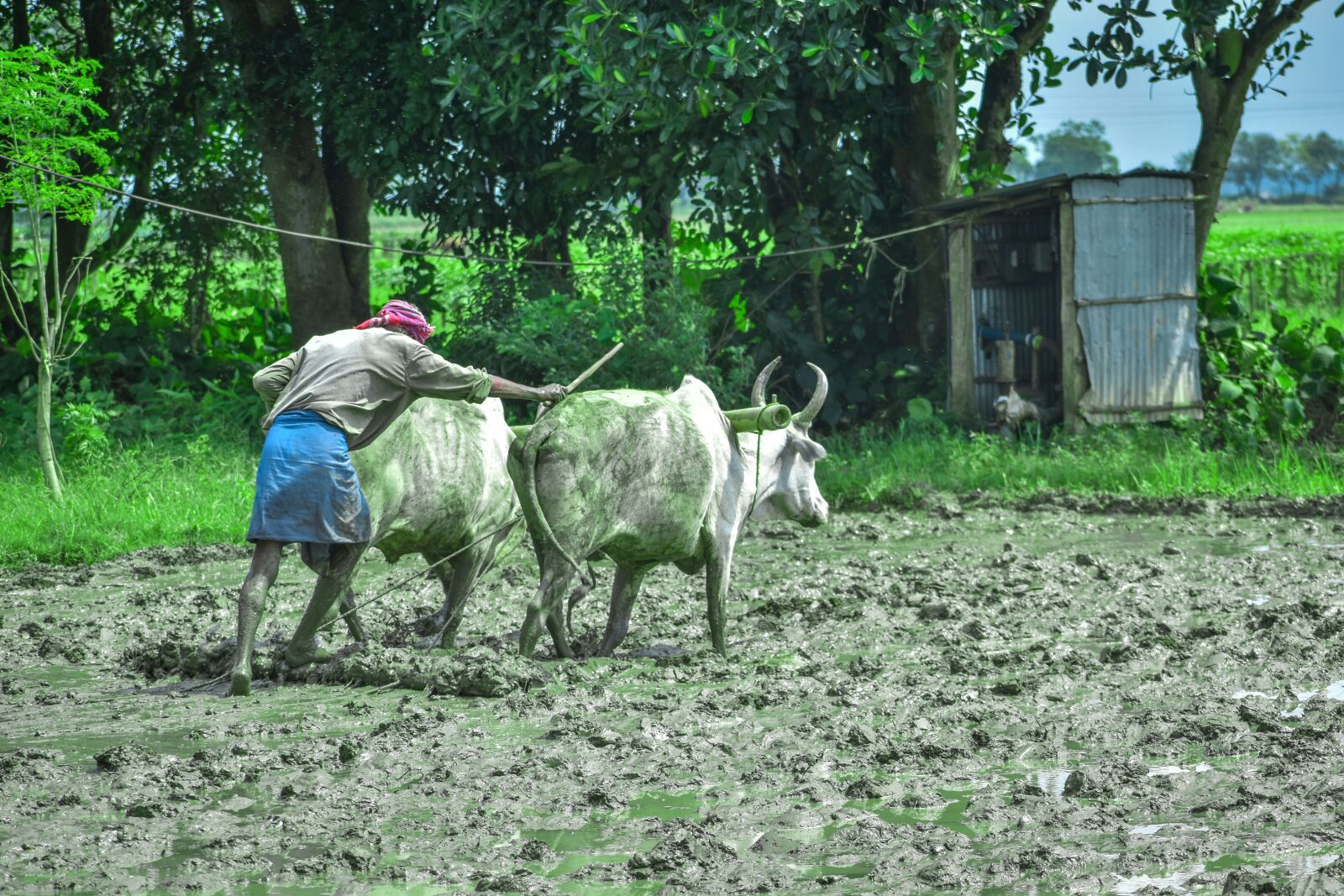 Nikon D3500 sample photo. Indian, bull, farmer photography