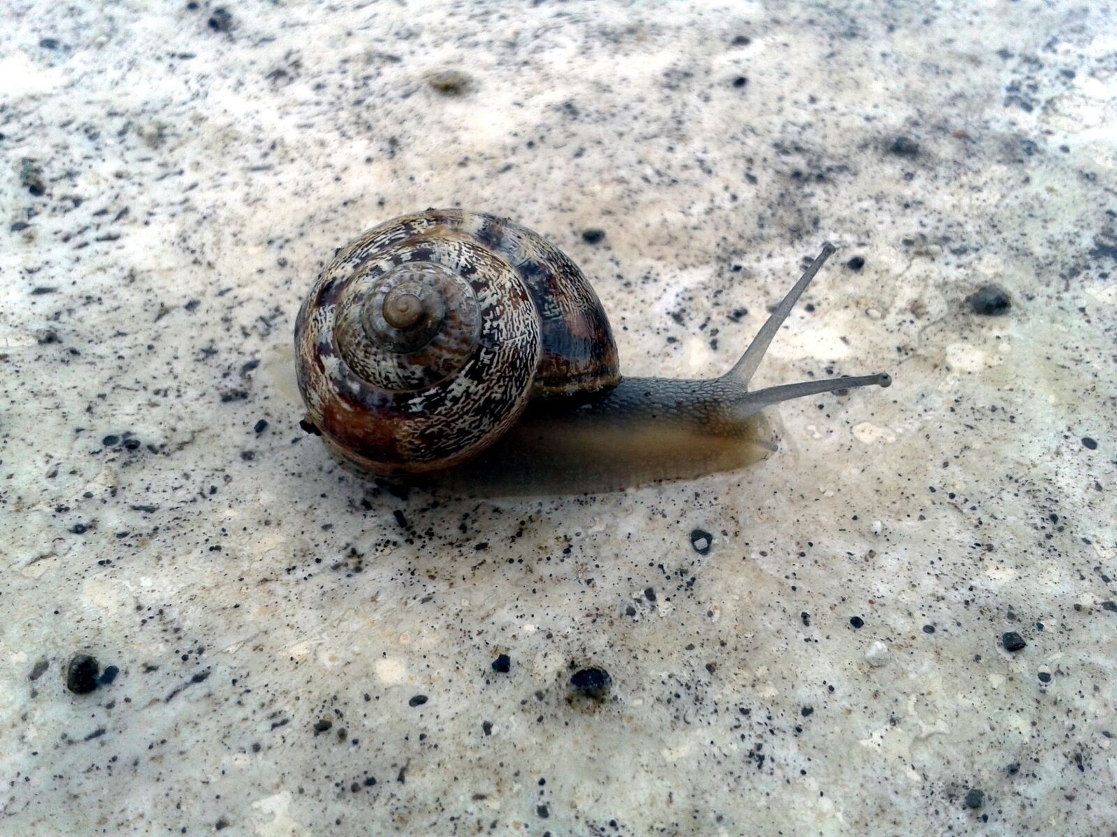 Samsung Galaxy S3 Mini sample photo. Snail, animals, crawl photography