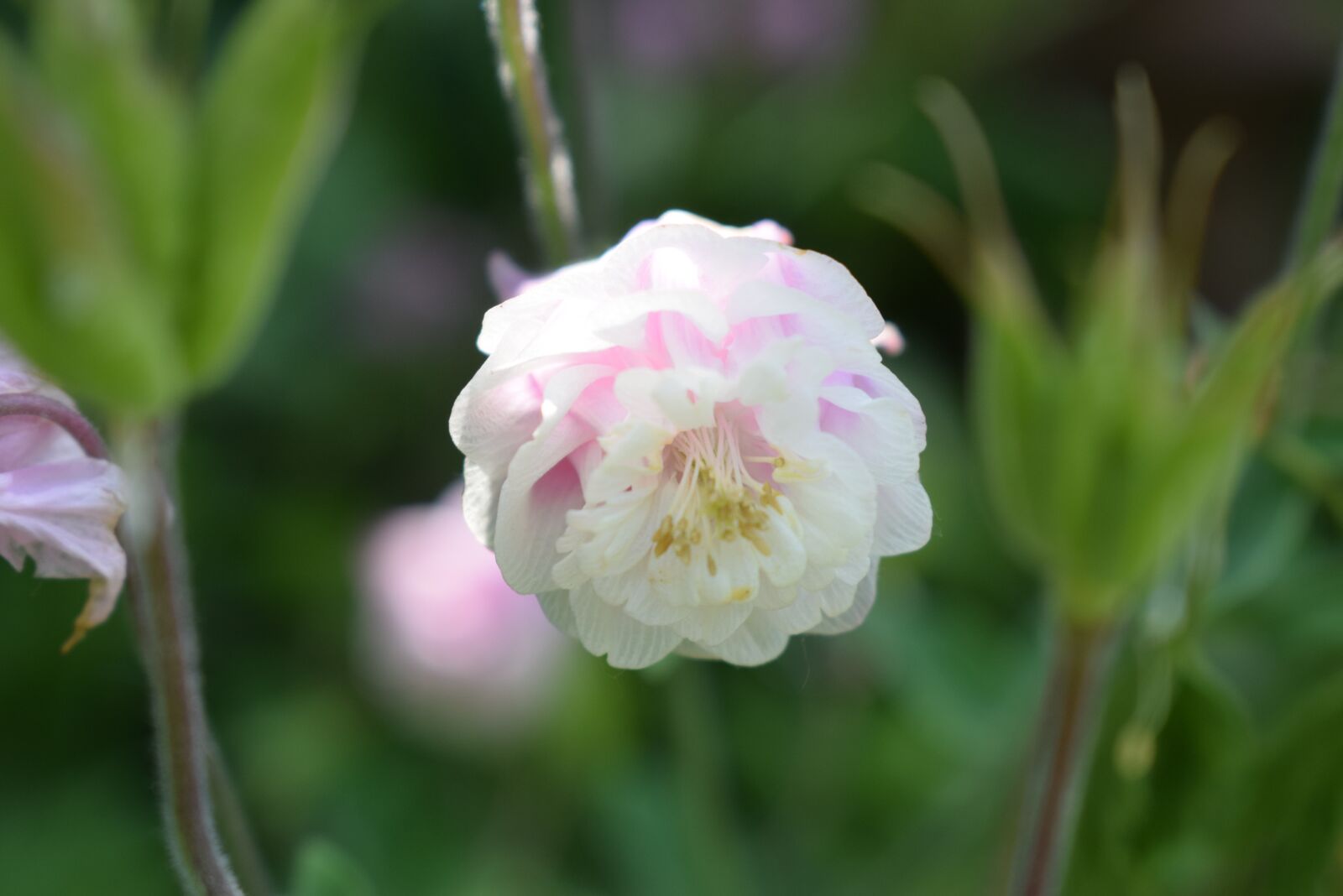 Nikon D5300 sample photo. Columbine, blossom, bloom photography