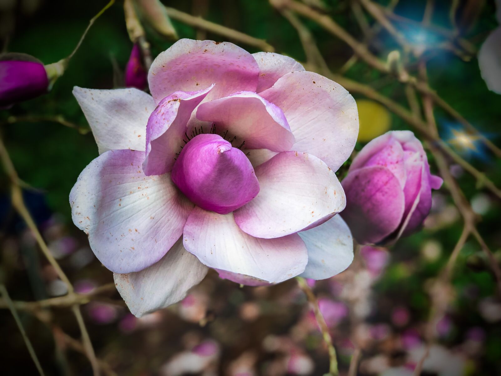 Apple iPhone 8 Plus sample photo. Magnolia, spring, nature photography