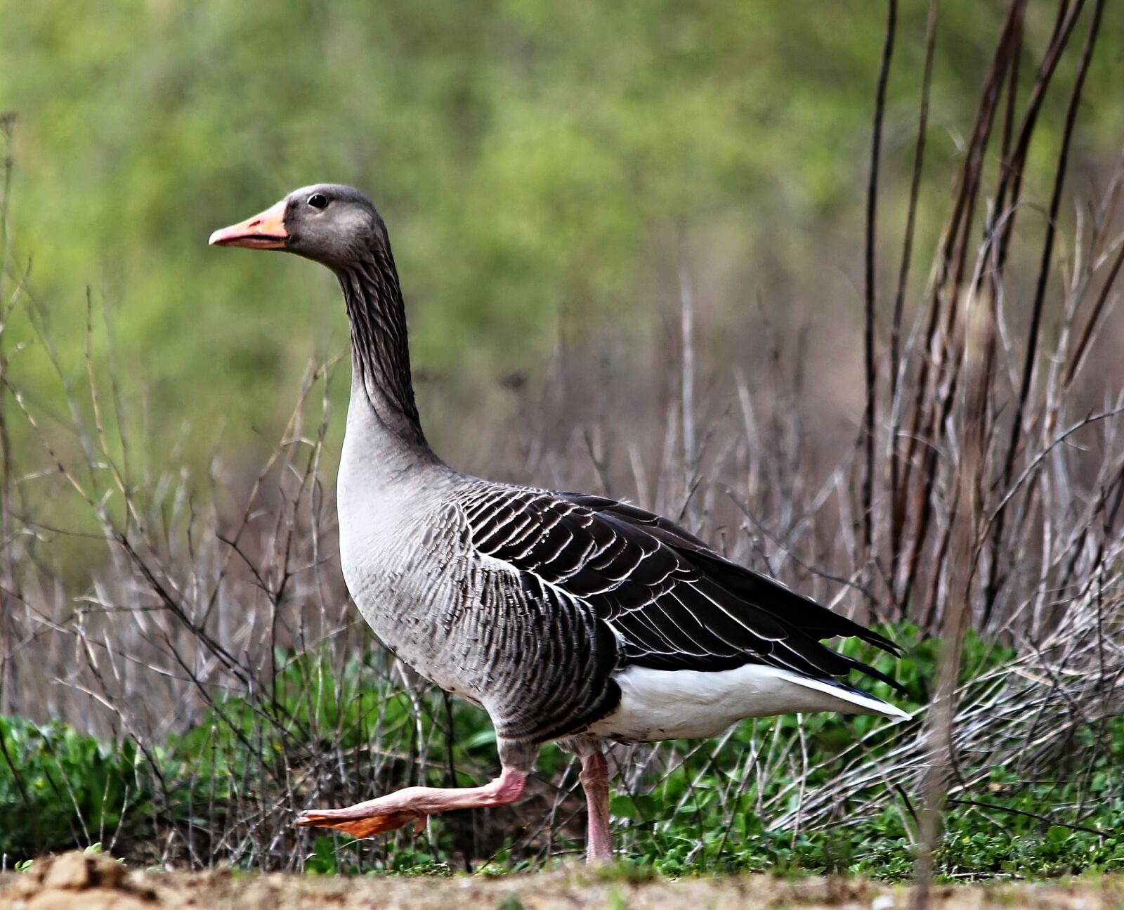 Canon EOS 650D (EOS Rebel T4i / EOS Kiss X6i) sample photo. Goose, bird, wild goose photography