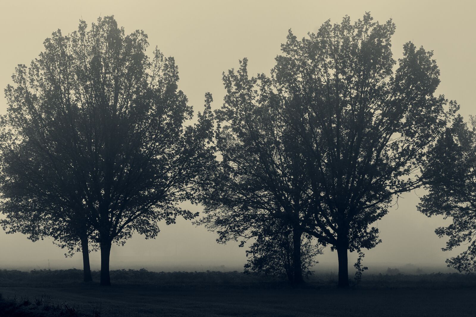 Canon EOS 200D (EOS Rebel SL2 / EOS Kiss X9) sample photo. Avenue, fog, trueb photography