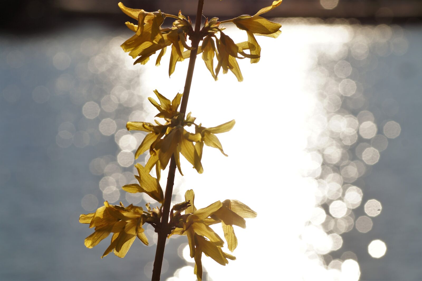 Sony SLT-A58 sample photo. Forsythia, spring, forsitia photography