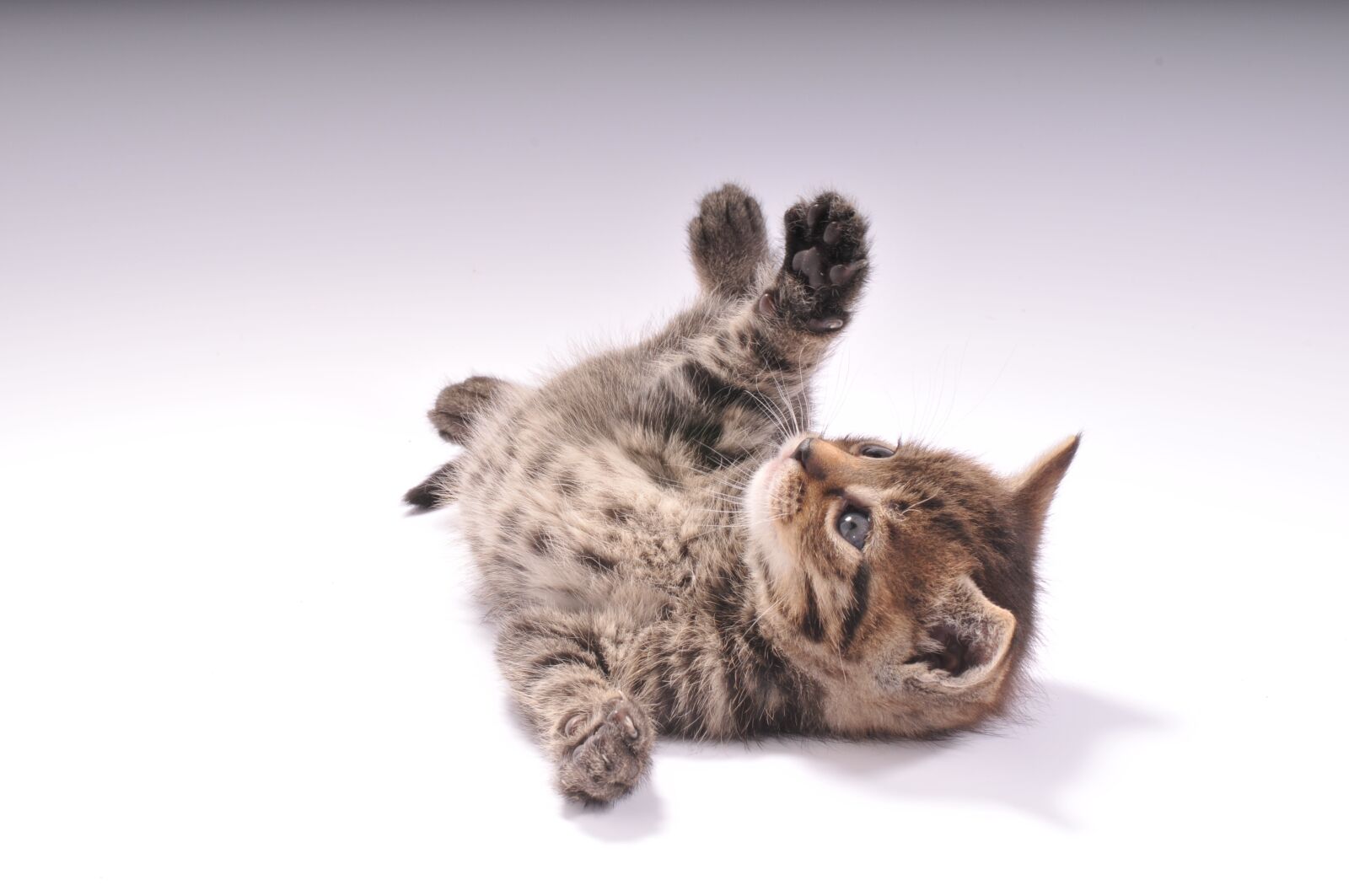 Nikon D300 sample photo. Cat, plays, gray photography