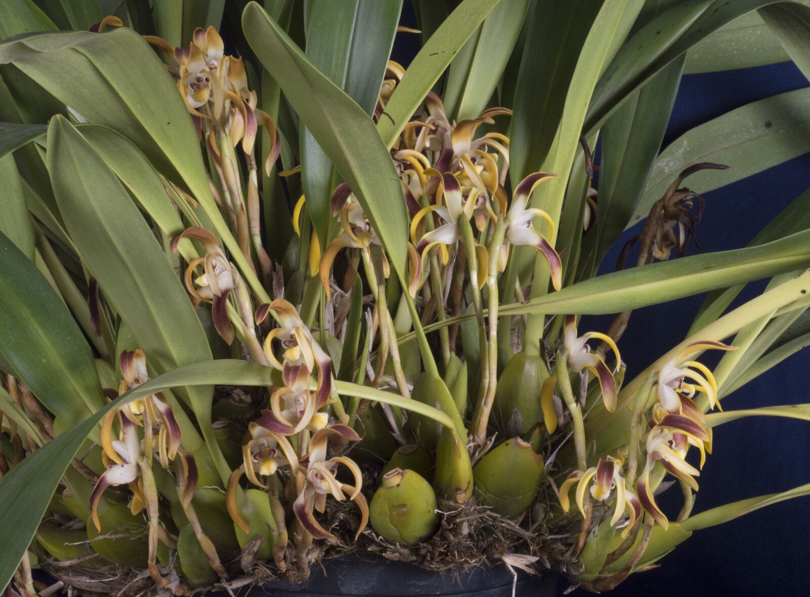 Nikon D3200 sample photo. Orchid, maxiliaria, callichroma photography