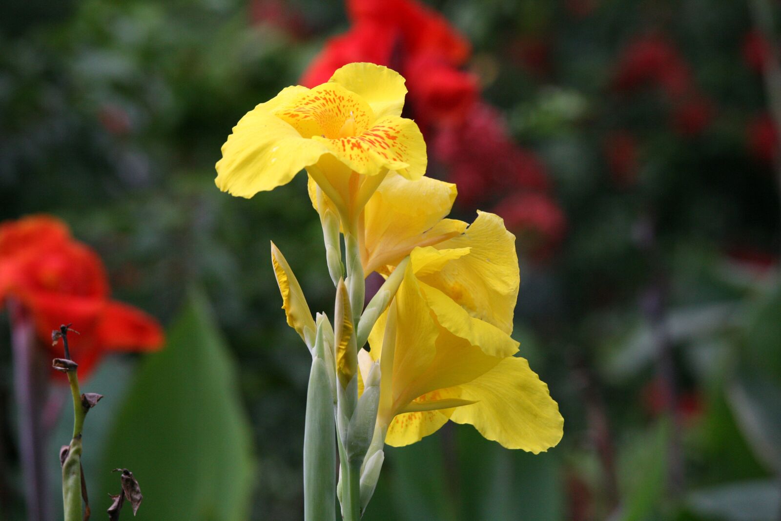 Canon EOS 5D sample photo. Yellow flower, spring flower photography