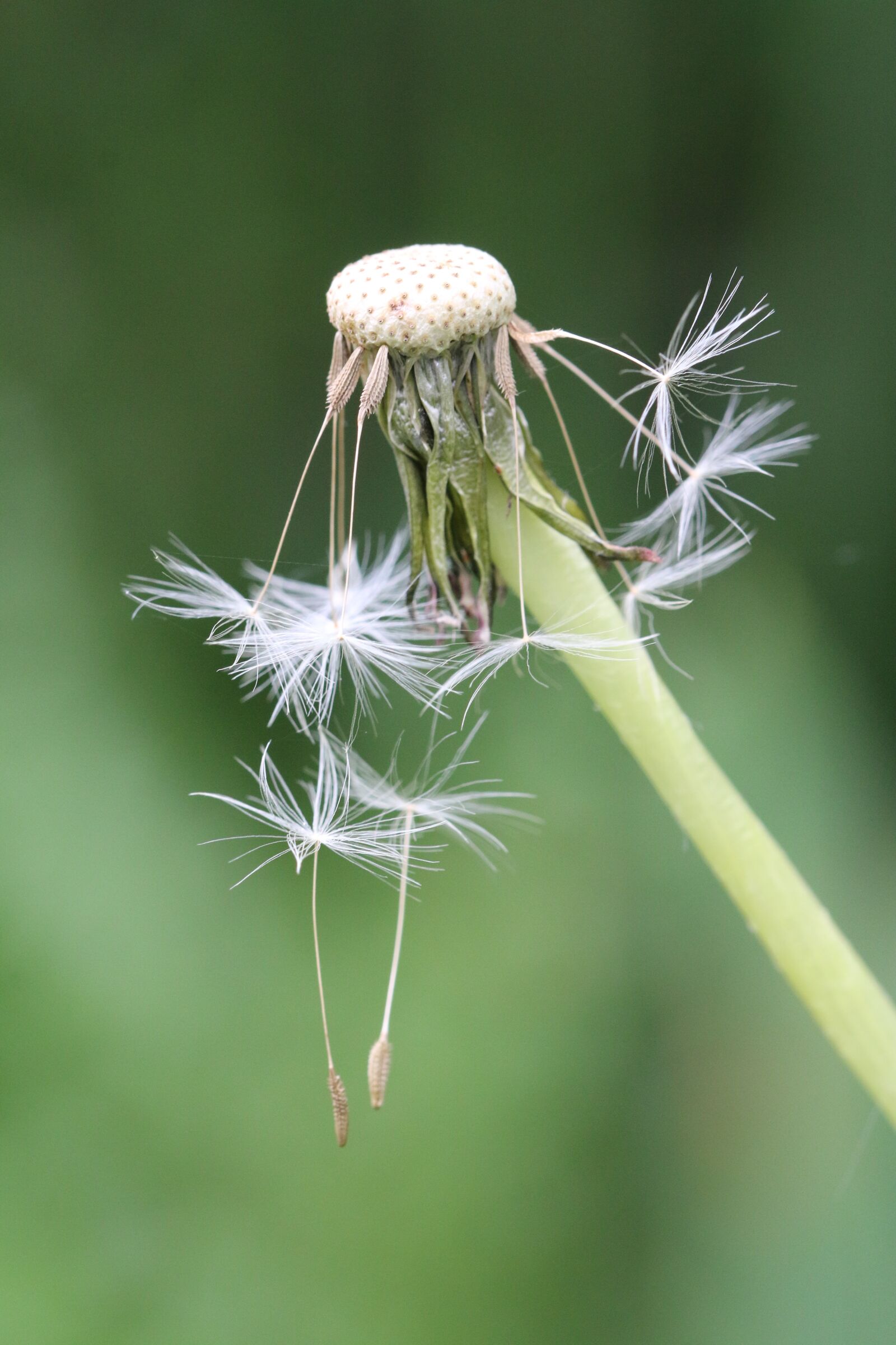 Canon EOS 70D sample photo. Dandelion, flower, seeds photography
