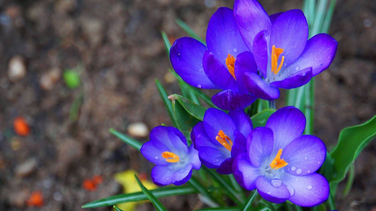 Sony E 18-200mm F3.5-6.3 OSS LE sample photo. Crocus, flowers, spring photography