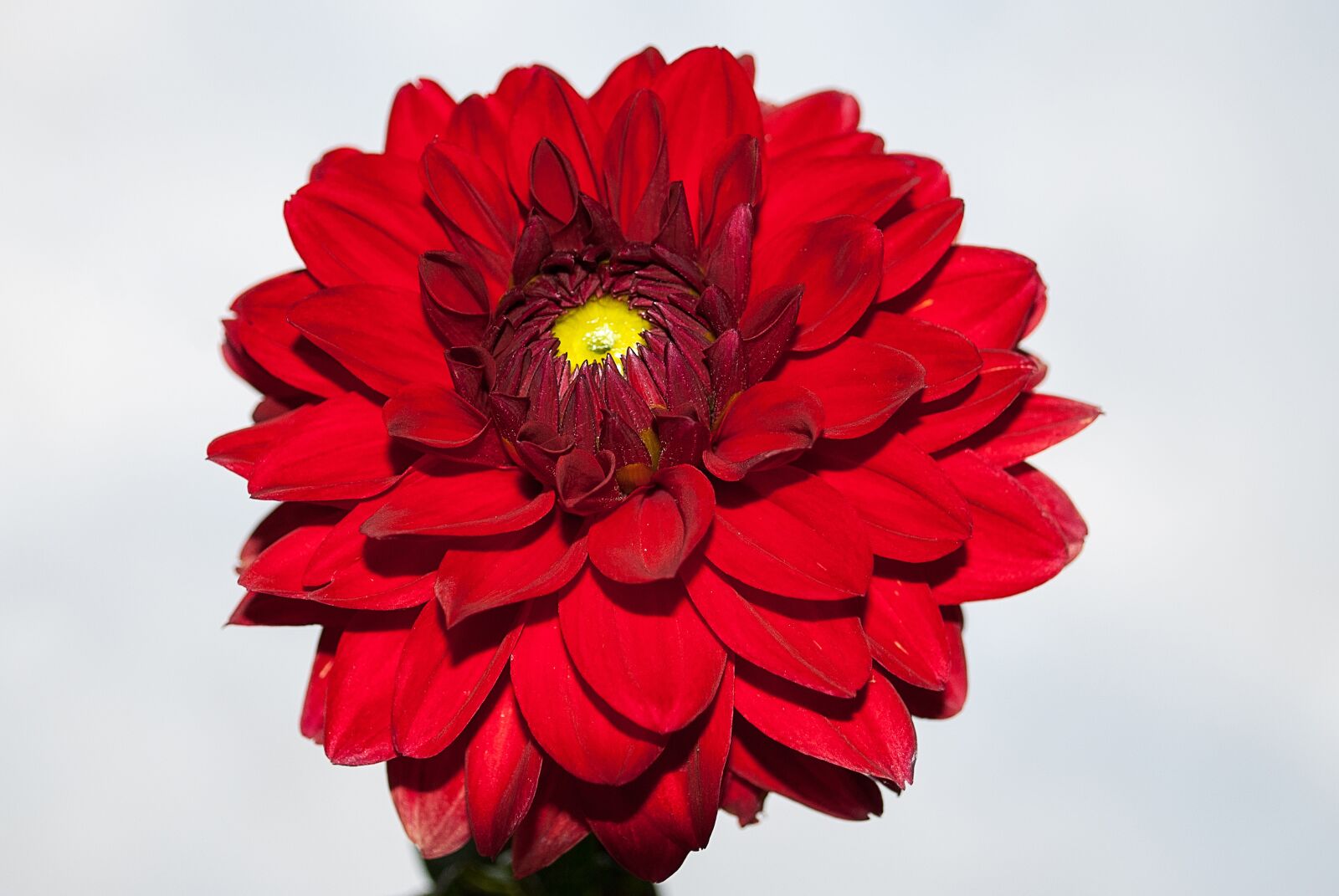 Nikon D3000 sample photo. Dahlia, flower, red photography