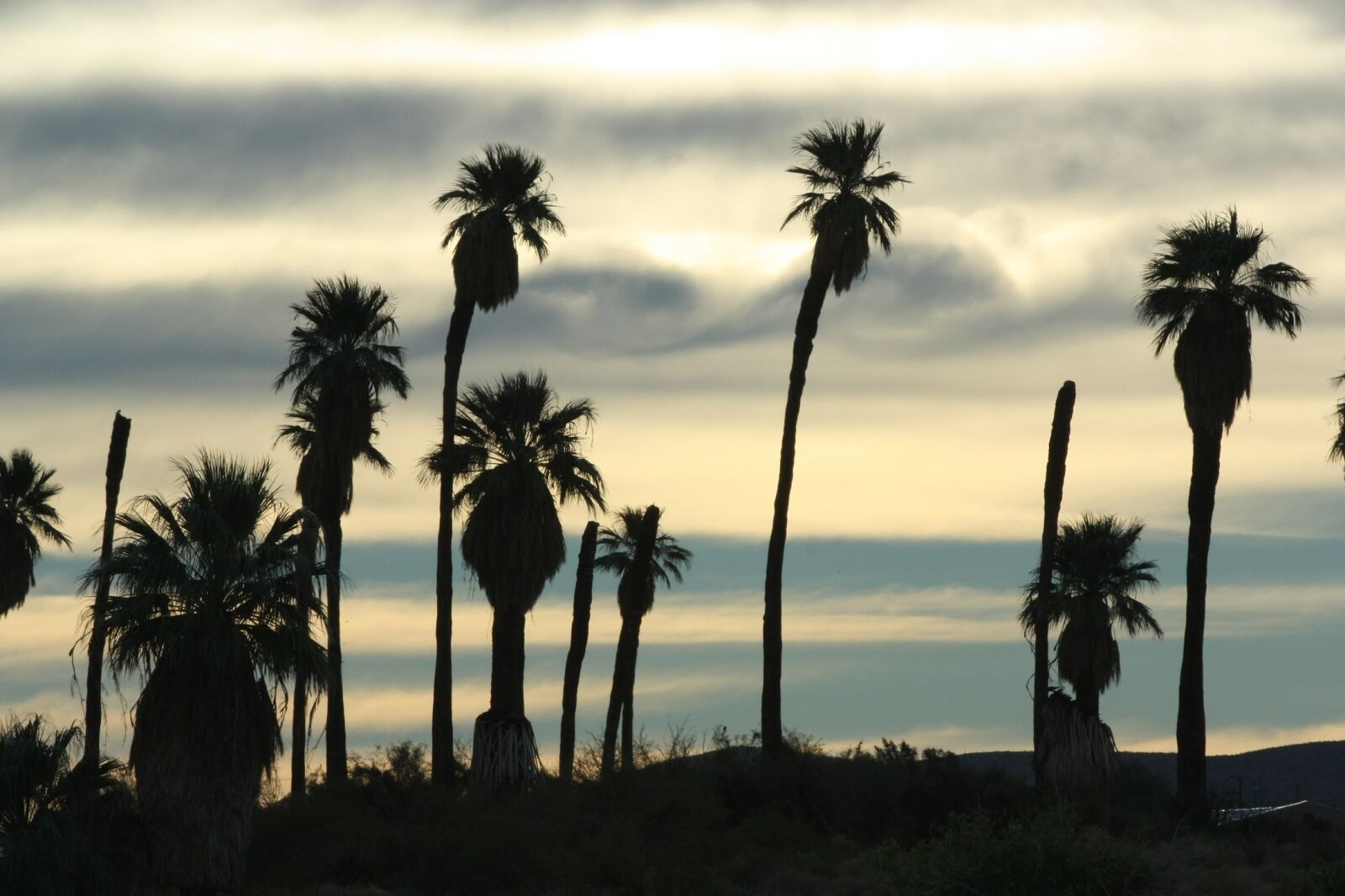 Canon EOS 450D (EOS Rebel XSi / EOS Kiss X2) sample photo. Sunset, silhouettes, palms photography