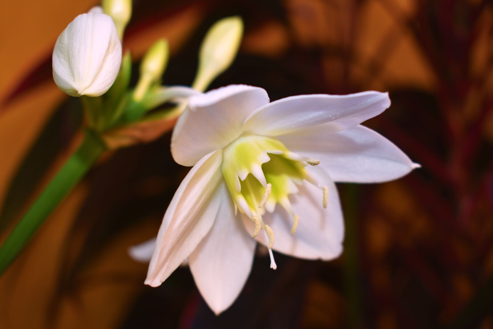 Nikon D3400 sample photo. Naturaleza, flor, blanca photography