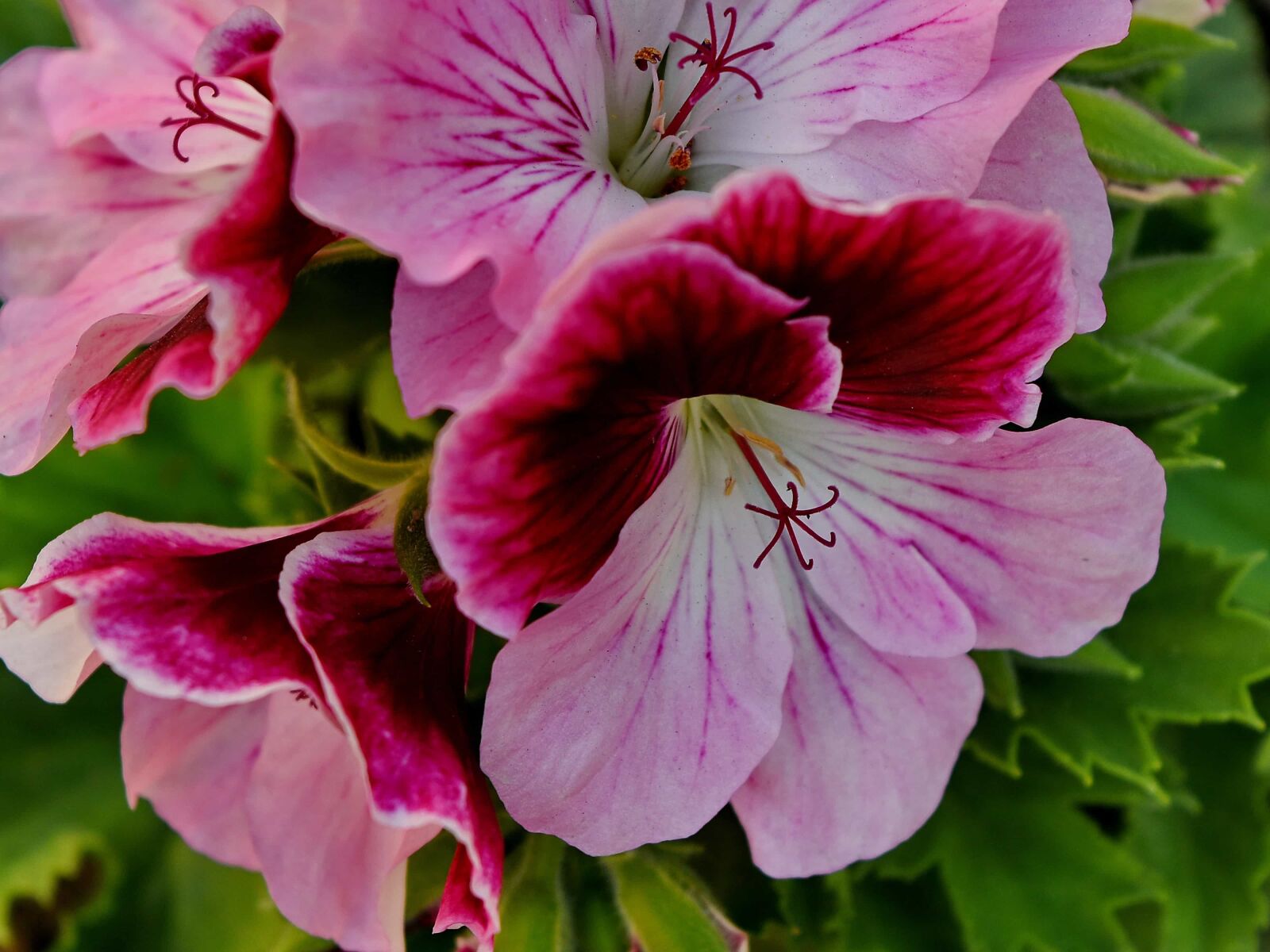 Nikon D5500 sample photo. Petunia, pink, nature, plant photography