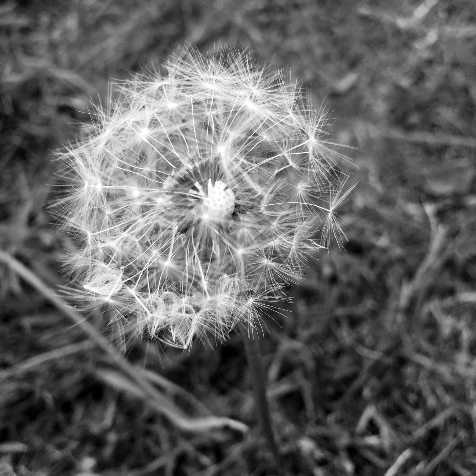 iPad Pro back camera 4.15mm f/2.2 sample photo. Dandelion, grass, nature photography