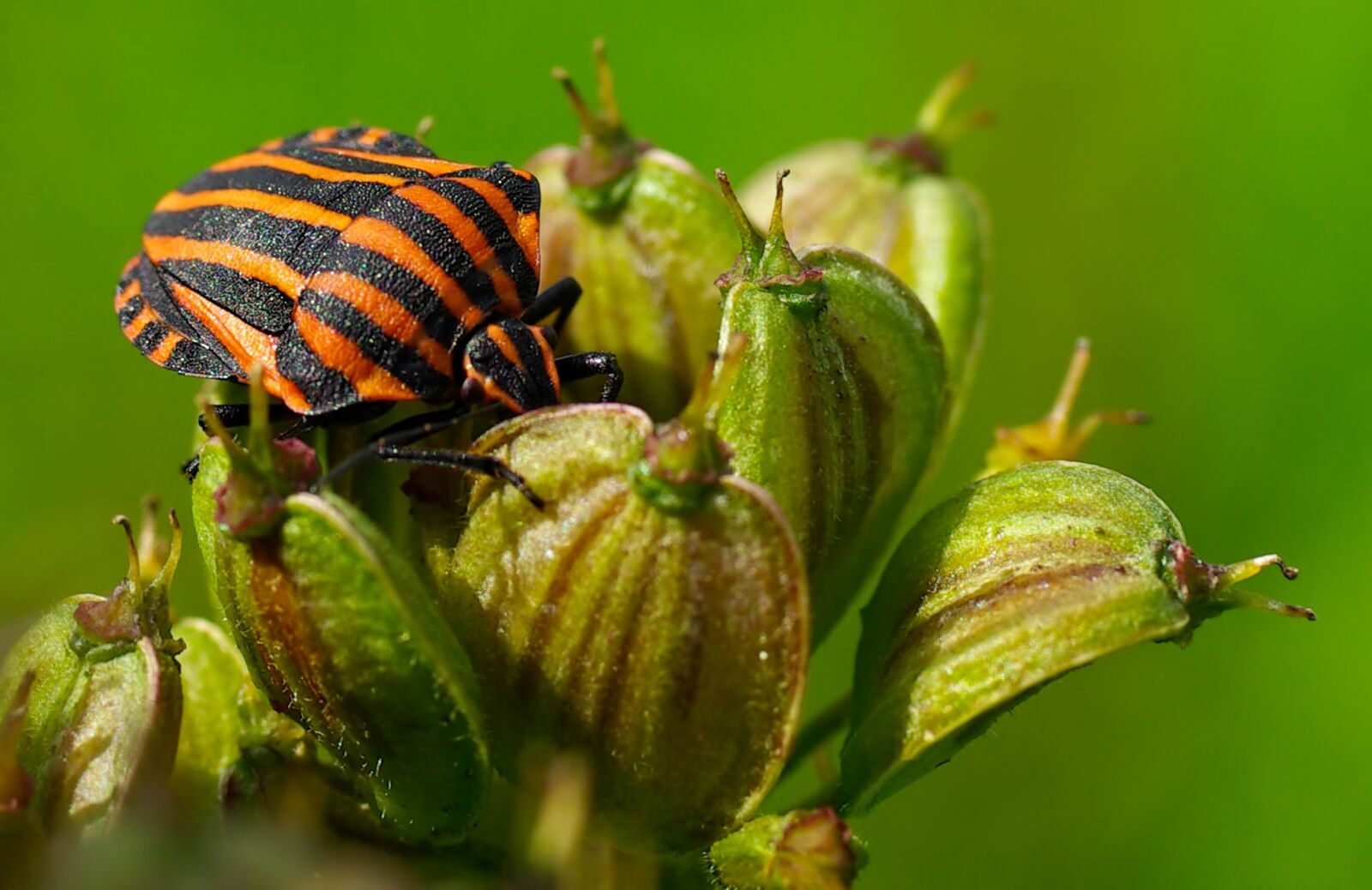 Pentax K10D sample photo. Beetle, red, black photography