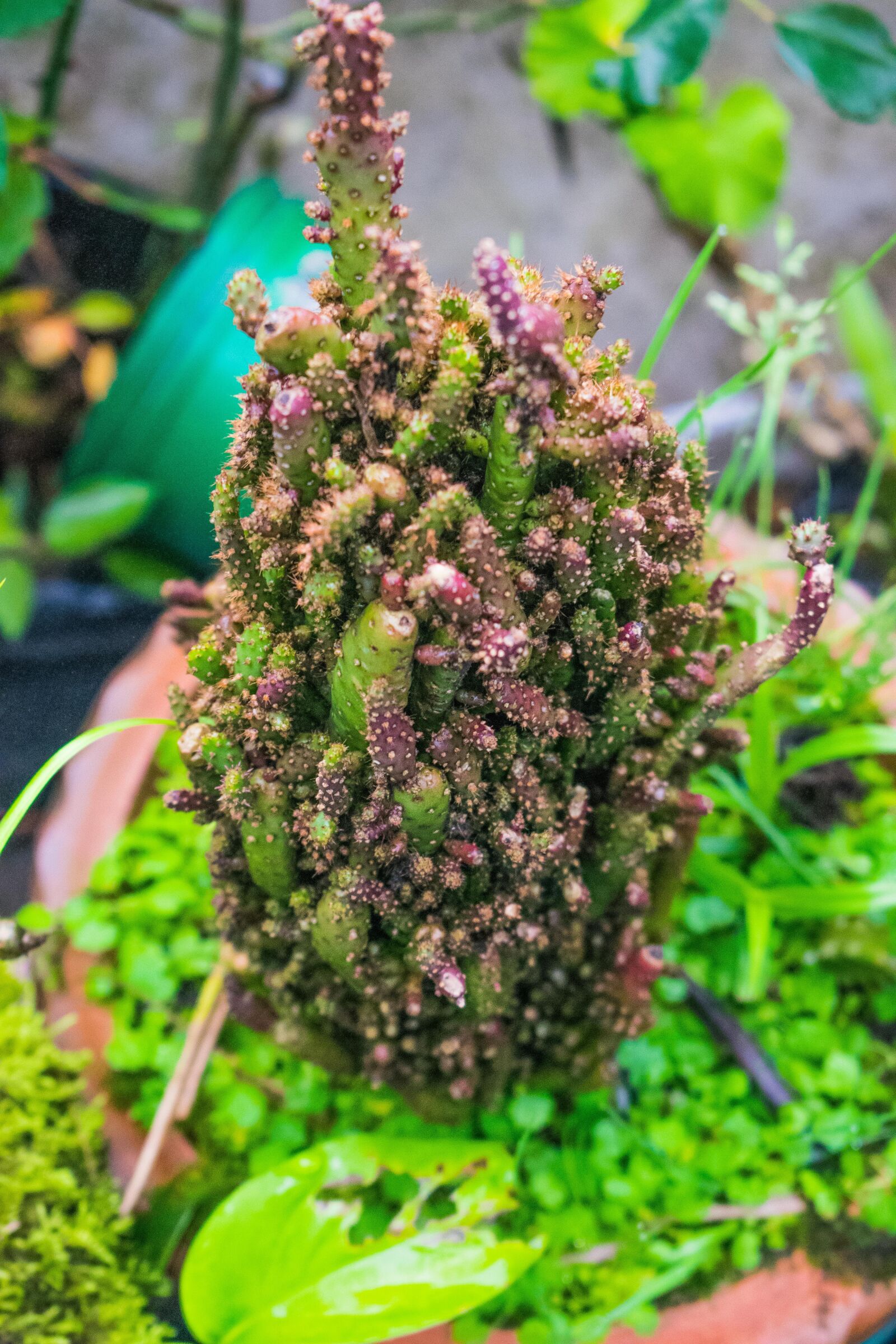 Nikon D3300 sample photo. Plants, organic, nature photography