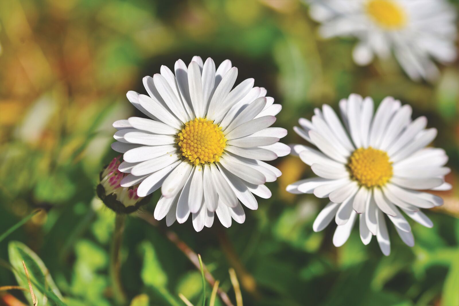 Nikon D7200 sample photo. Daisy, geese flower, spring photography