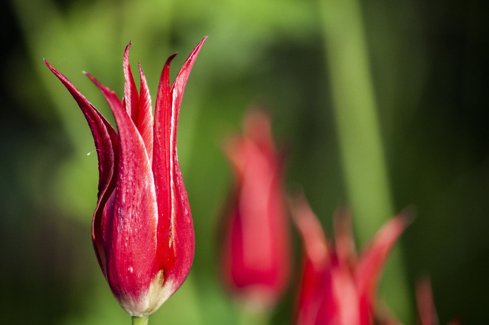 Nikon D5000 sample photo. Flower, red, tulip photography