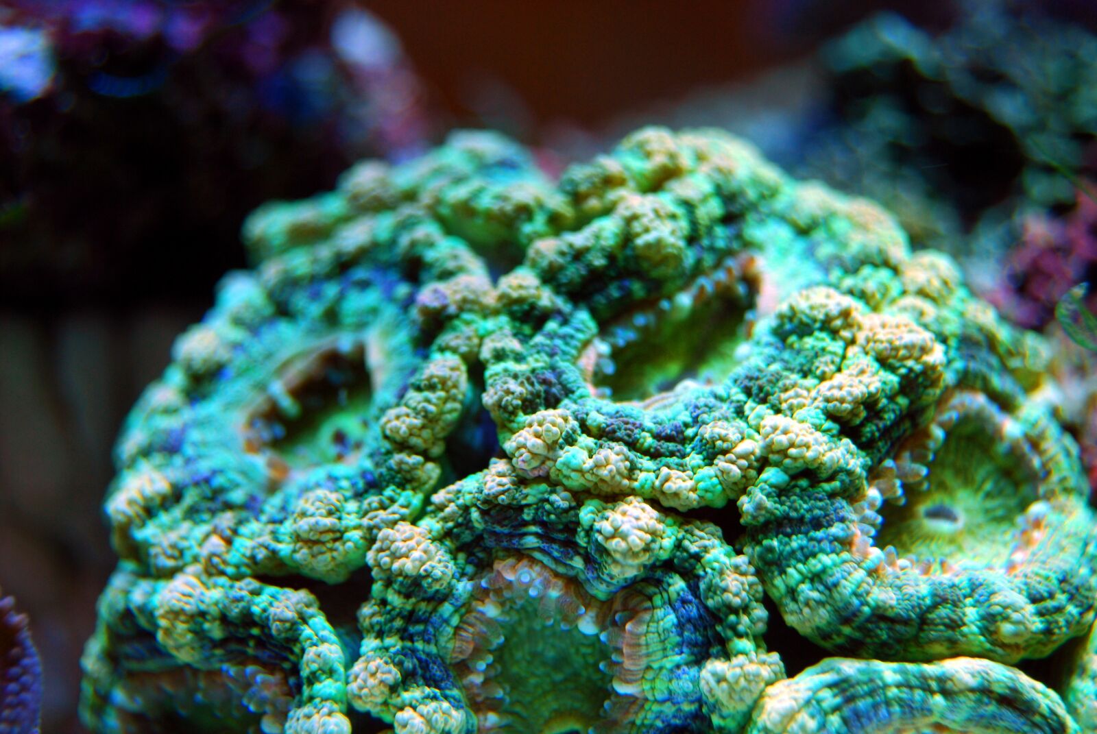 Nikon D40X sample photo. Coral, reef, sea photography