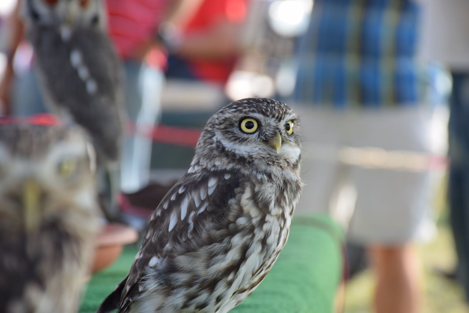 Nikon D5300 sample photo. Owl, bird, feather photography