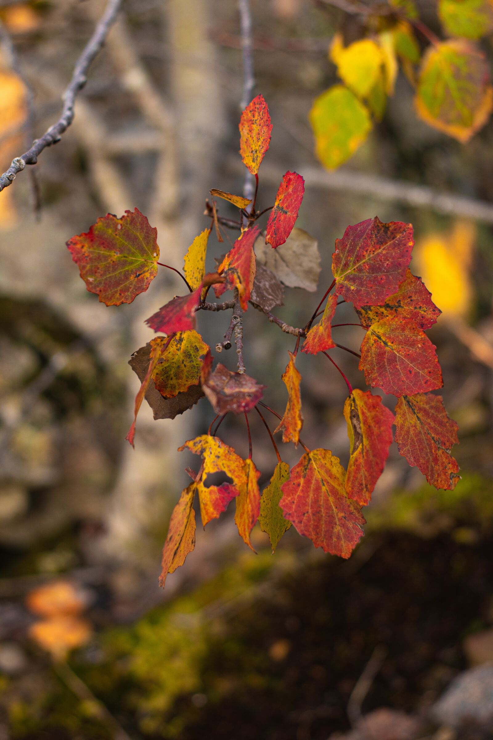 Canon EOS 200D (EOS Rebel SL2 / EOS Kiss X9) sample photo. Aspen, forest, tree photography