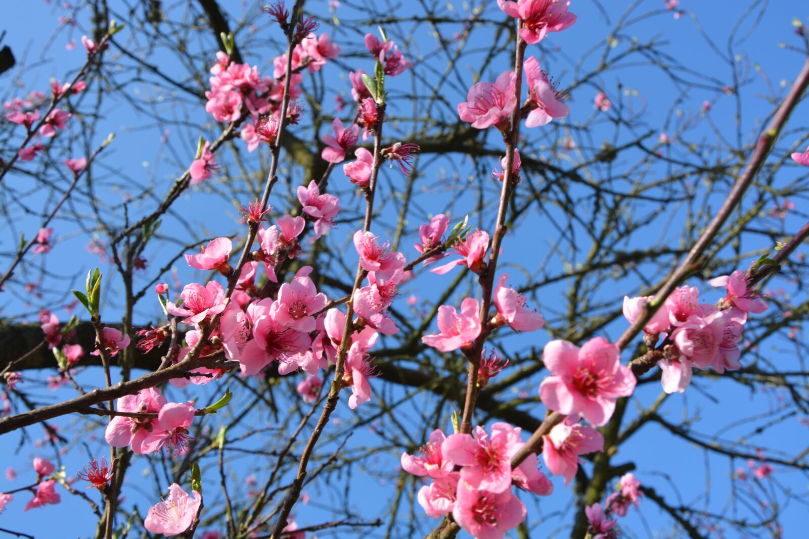 Nikon D5200 sample photo. Flowers, spring, color pink photography