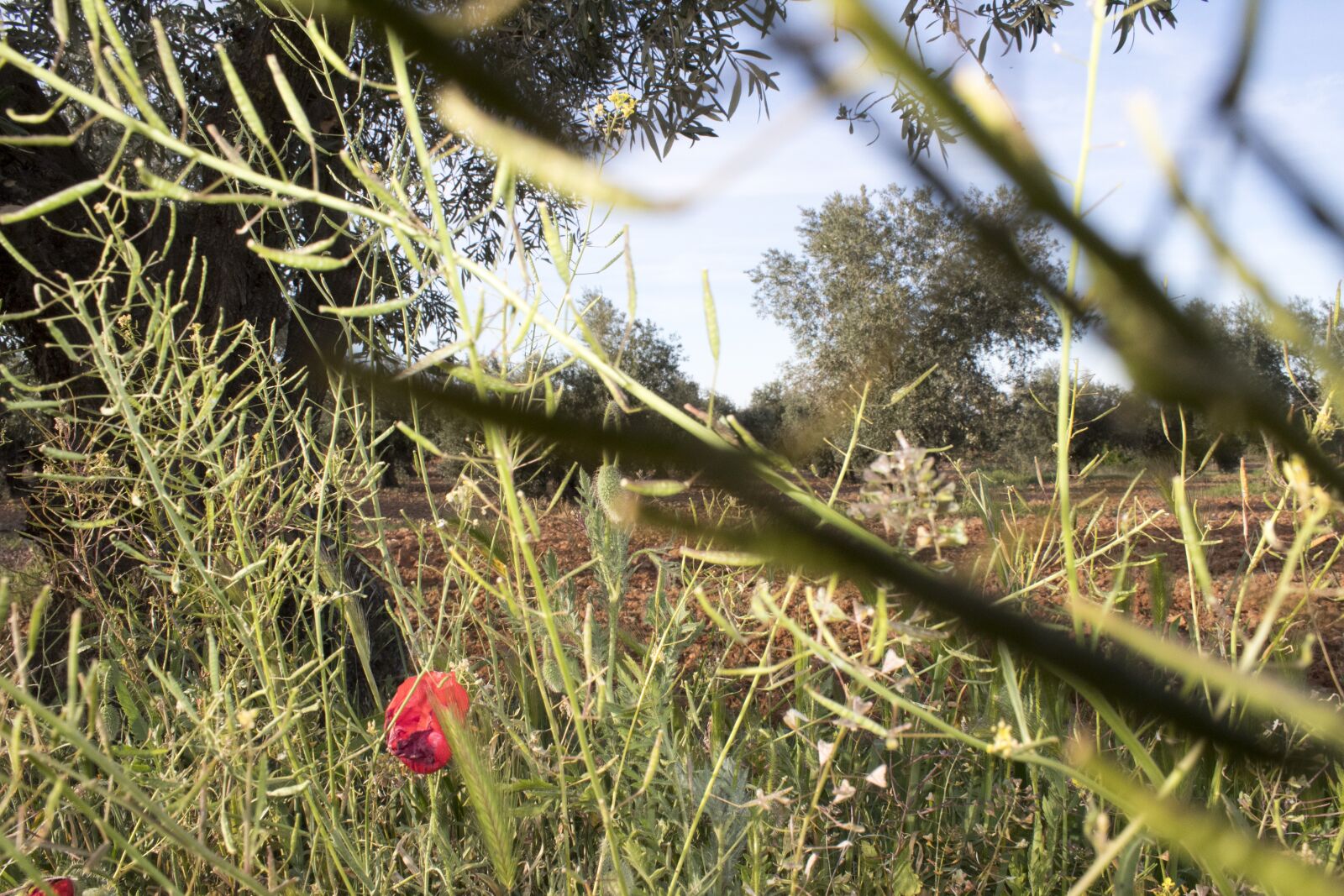Canon EOS 1300D (EOS Rebel T6 / EOS Kiss X80) sample photo. Poppy, field, flower photography