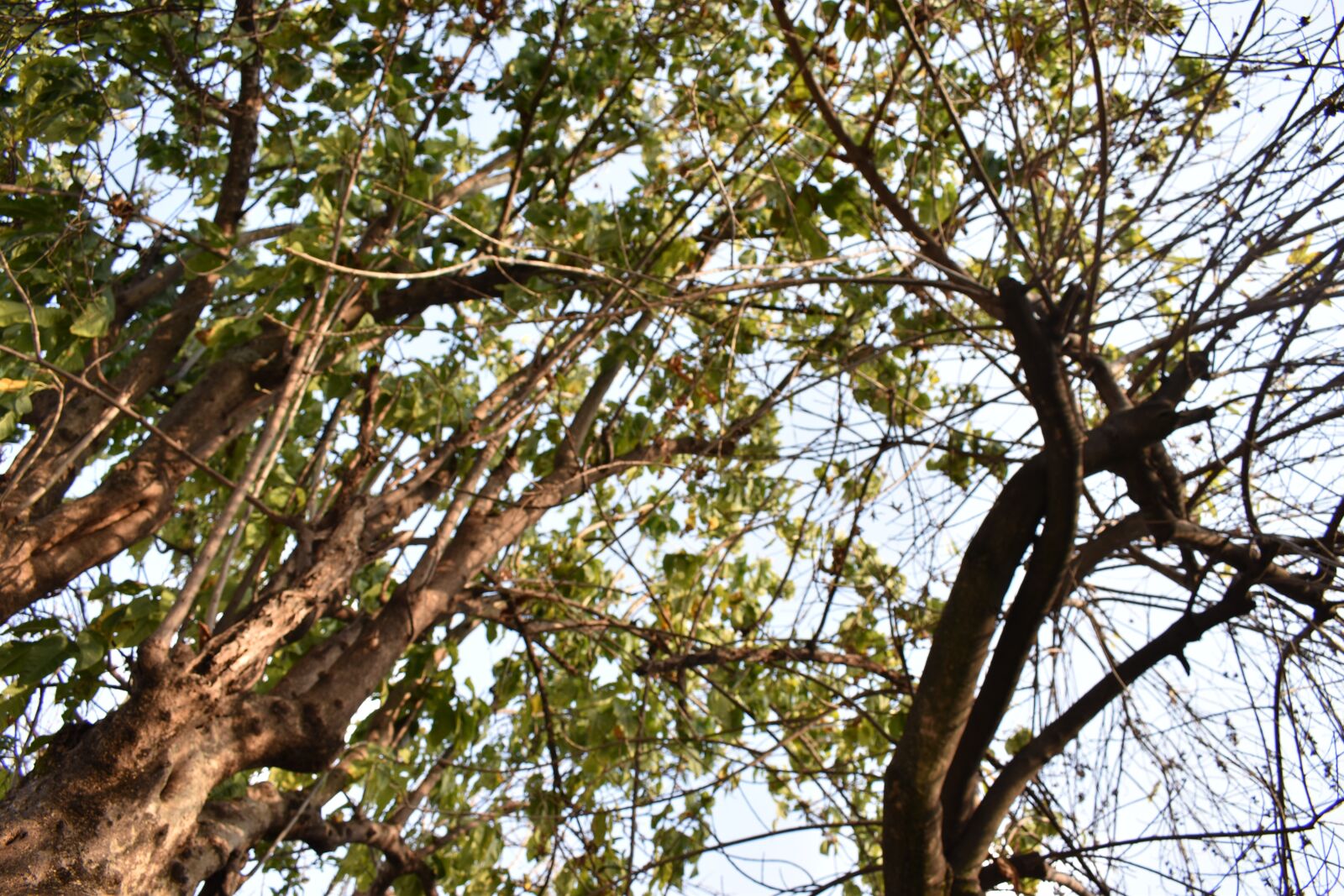 Nikon D5600 sample photo. Arbol, naturaleza, madera photography