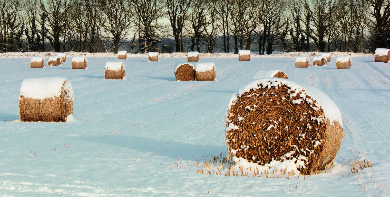 Canon EOS 550D (EOS Rebel T2i / EOS Kiss X4) sample photo. Cold, countryside, environment, farm photography