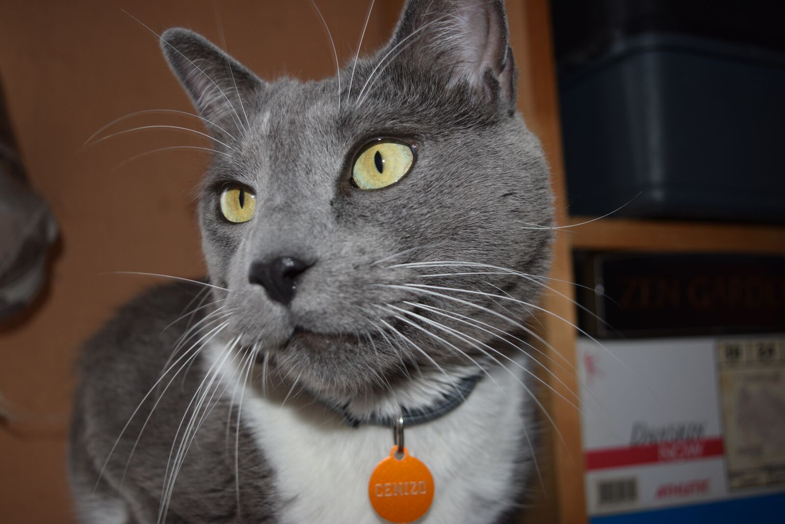 Nikon D5300 sample photo. Cat, grey, pet photography