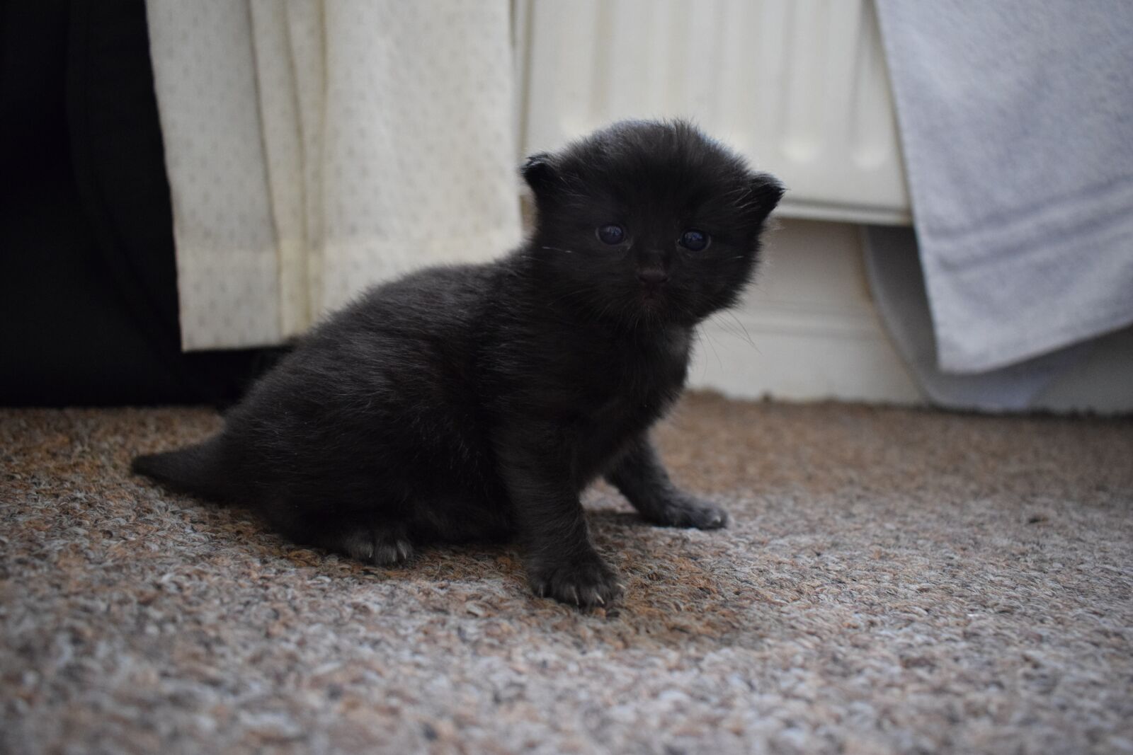 Nikon D3300 sample photo. Cat, kitten, animal photography