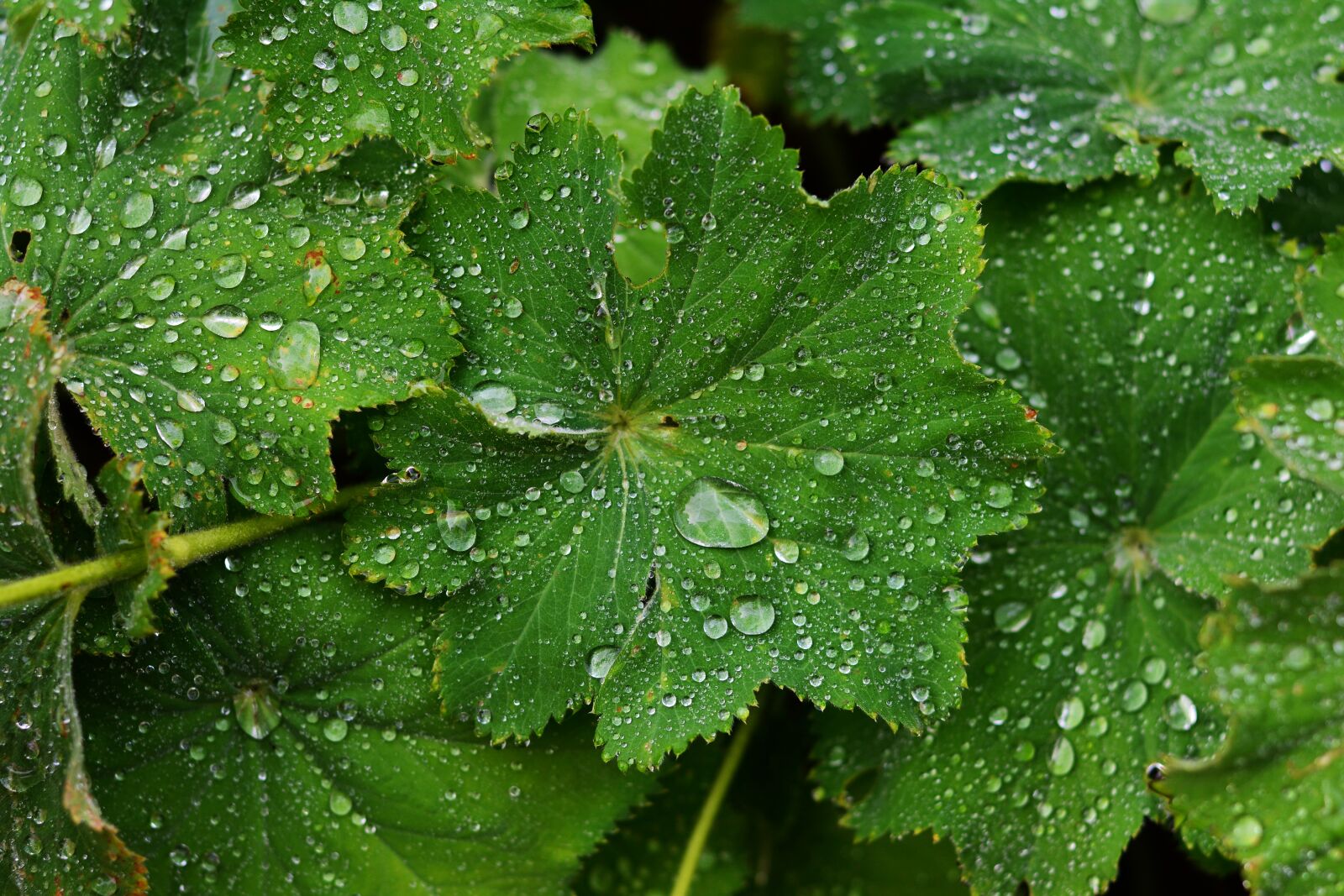 Nikon D5200 sample photo. Frauenmantel, drop of water photography
