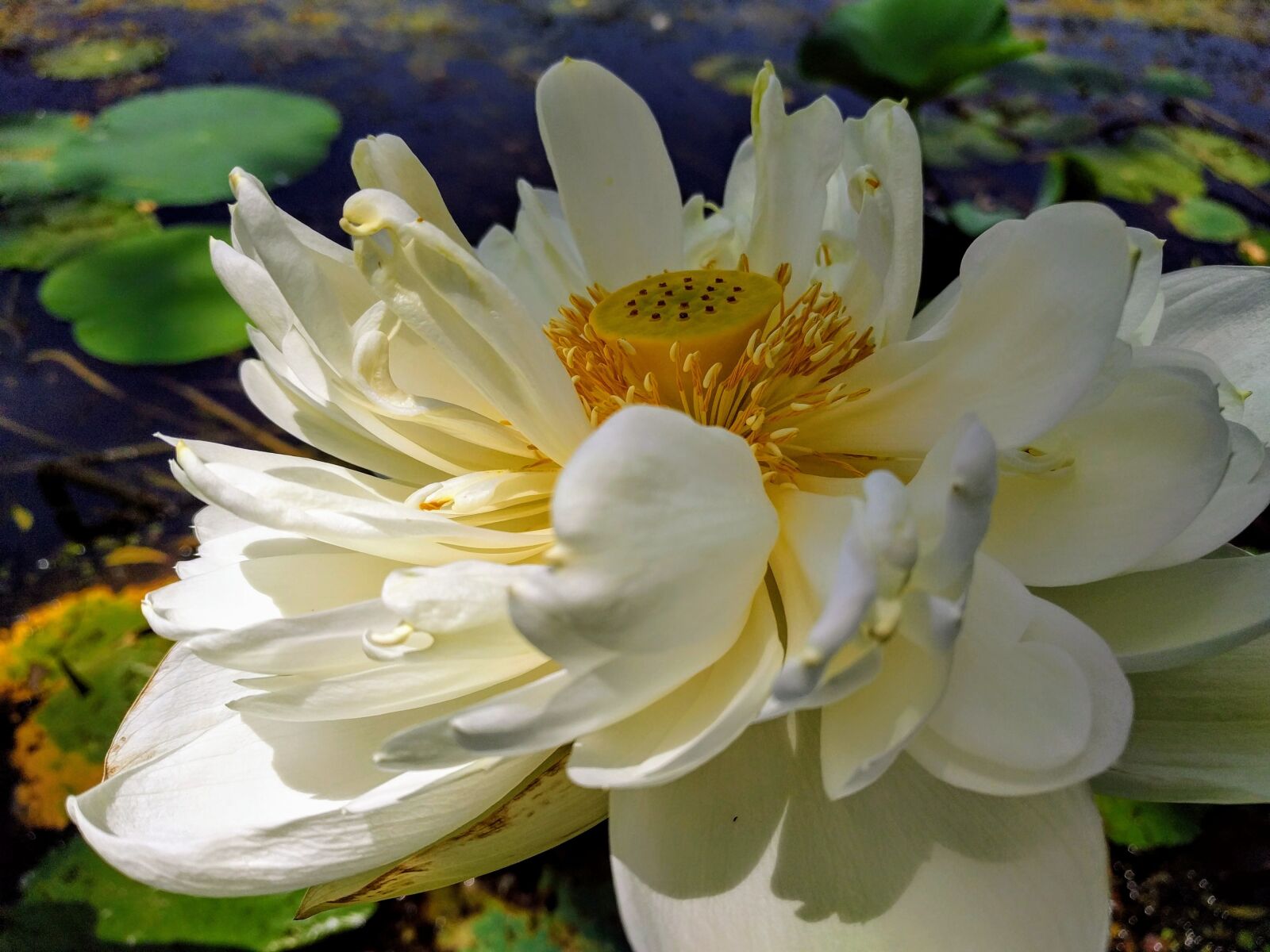 LG Nexus 5X sample photo. Lotus, flower, nature photography