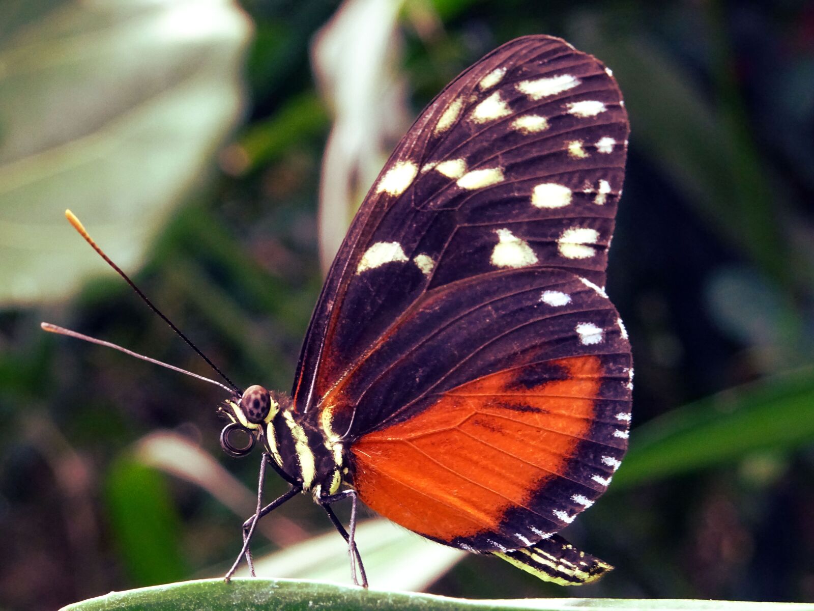 Sony DSC-HX60 sample photo. Animal, antenna, beautiful, butterfly photography
