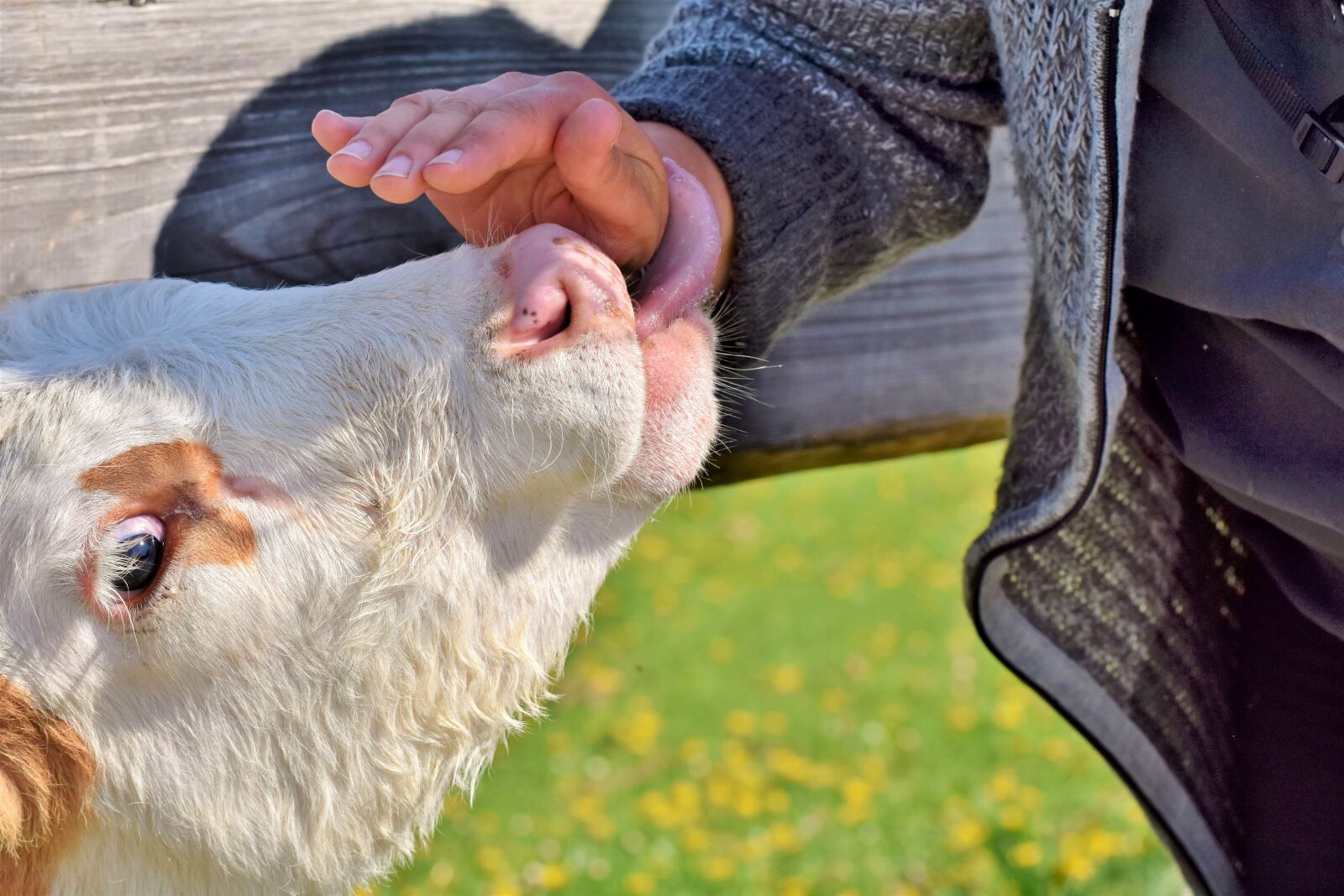 Nikon D7200 sample photo. Cow, beef, cattle photography